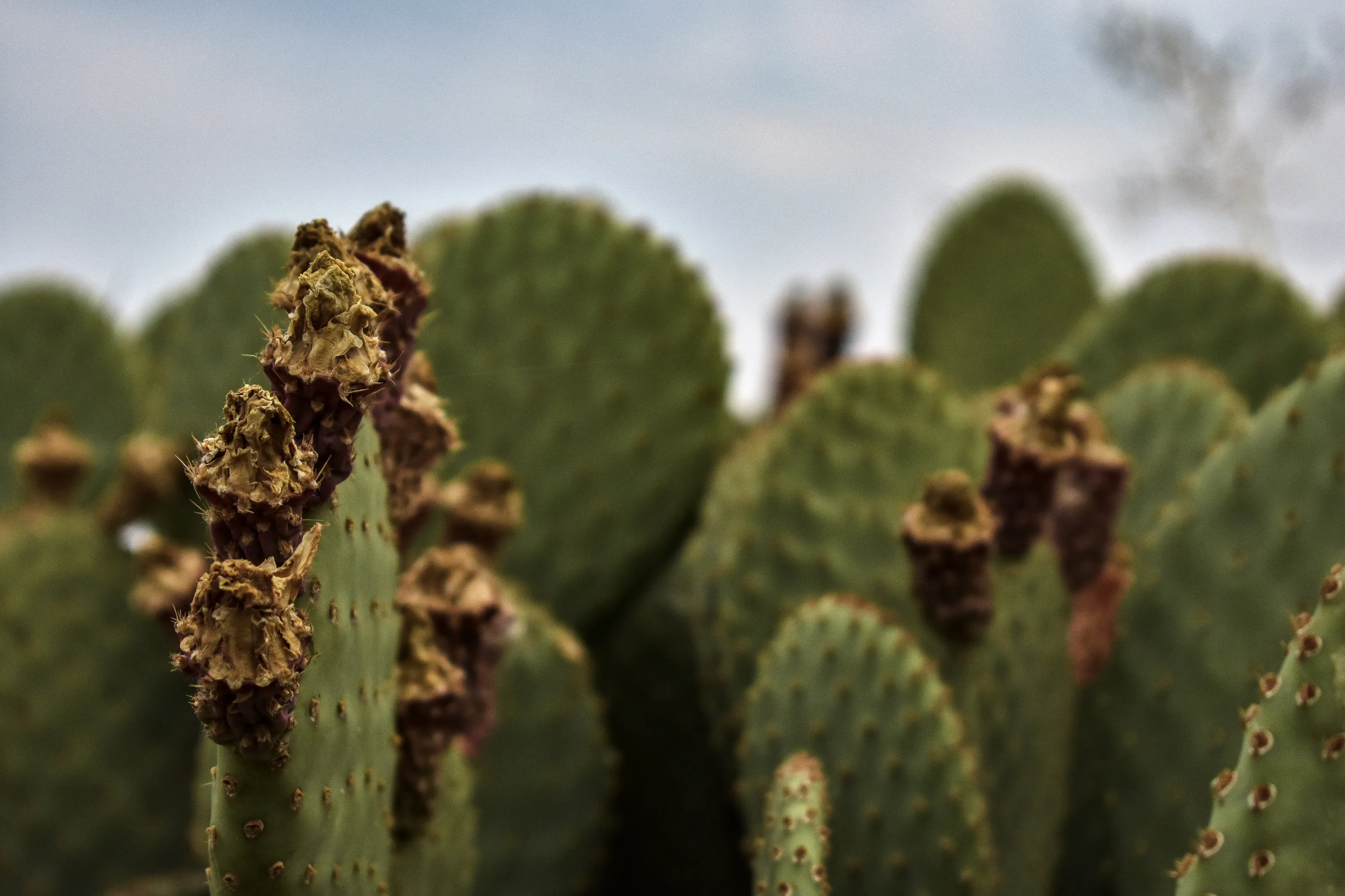 Wild cactus