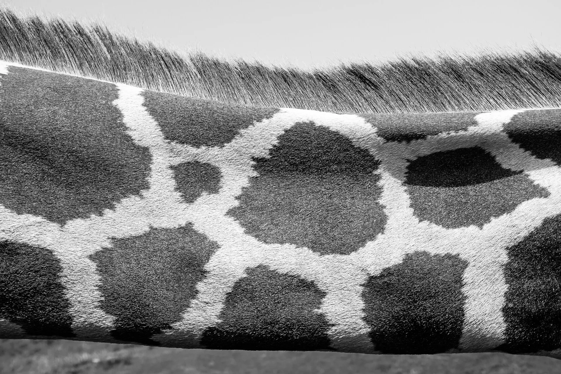 Neck of Giraffe