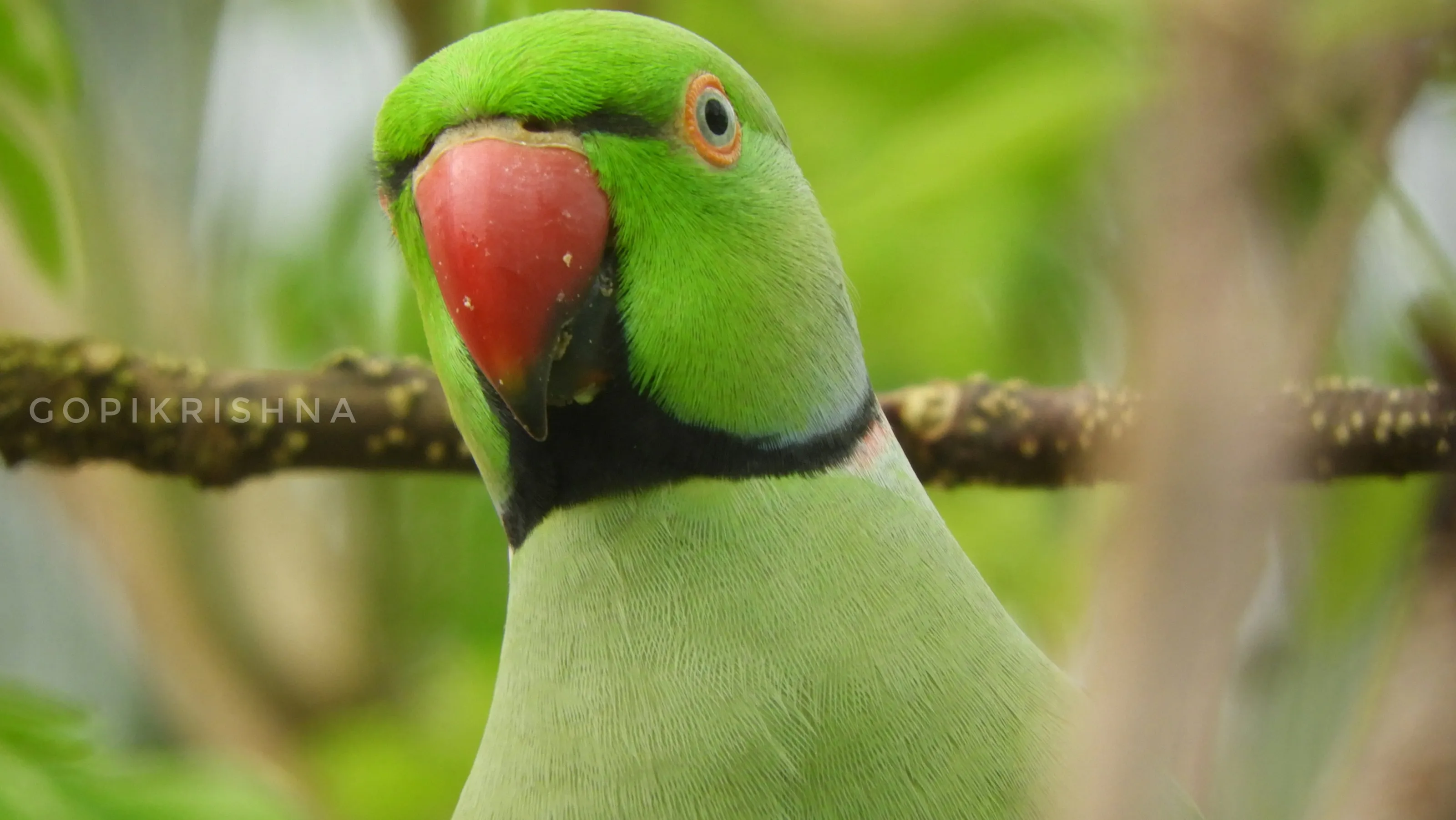 Rose- ringed I parakeet