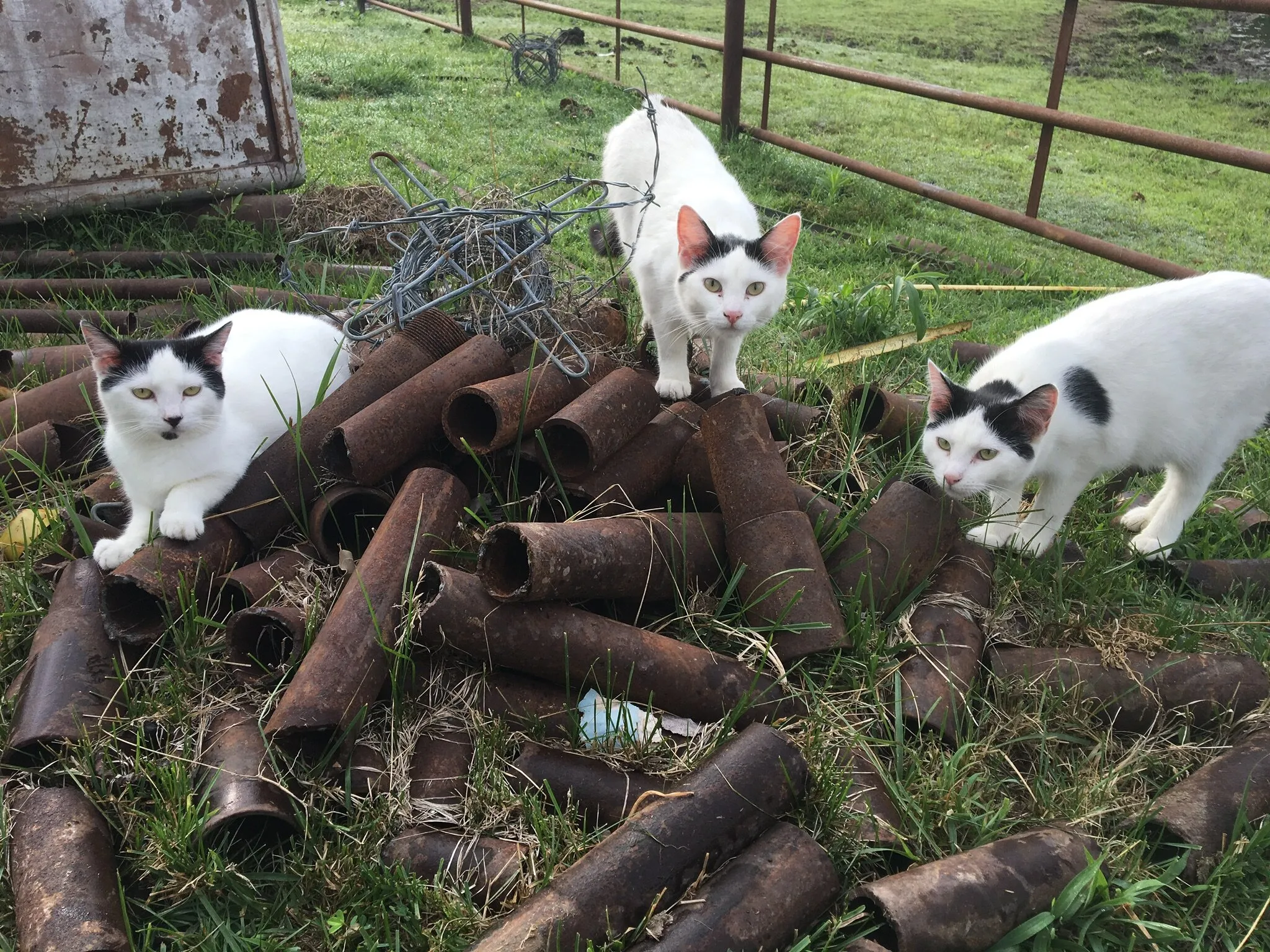 Barncats