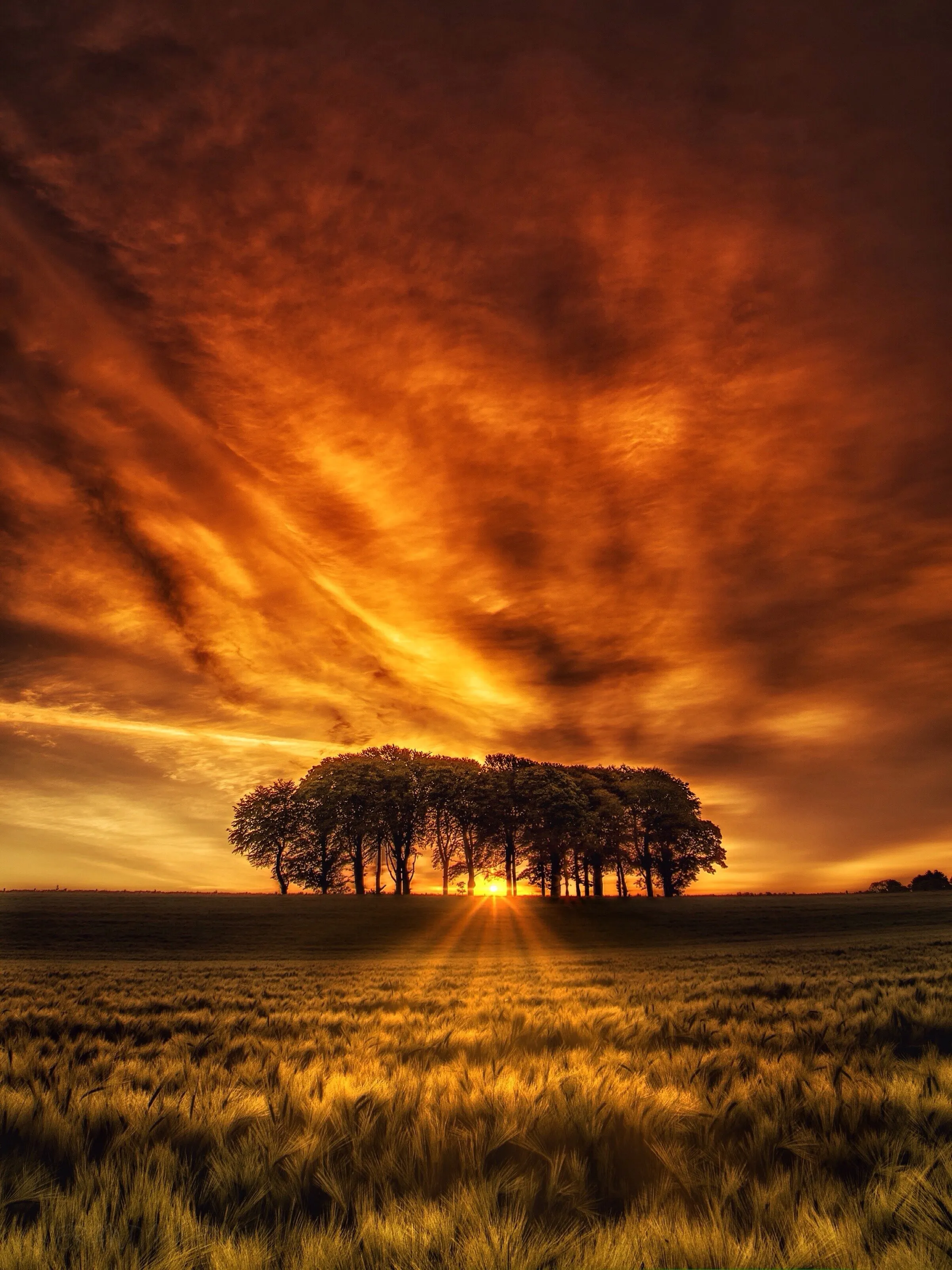 Fire through the trees