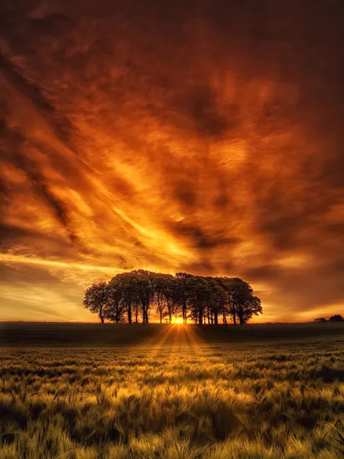 Fire through the trees