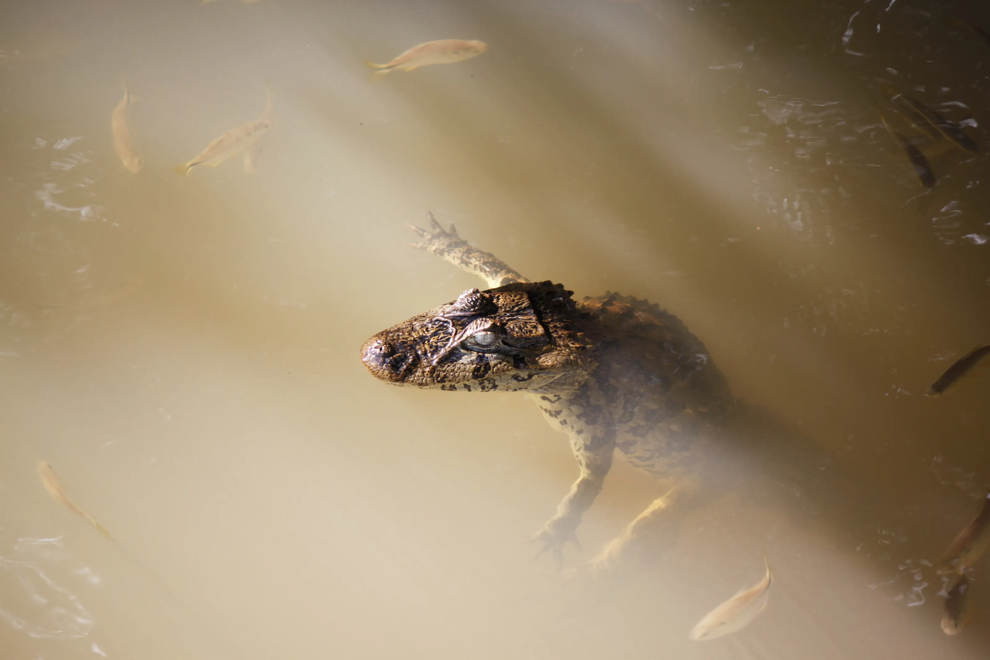 Alligator at Iguazu river