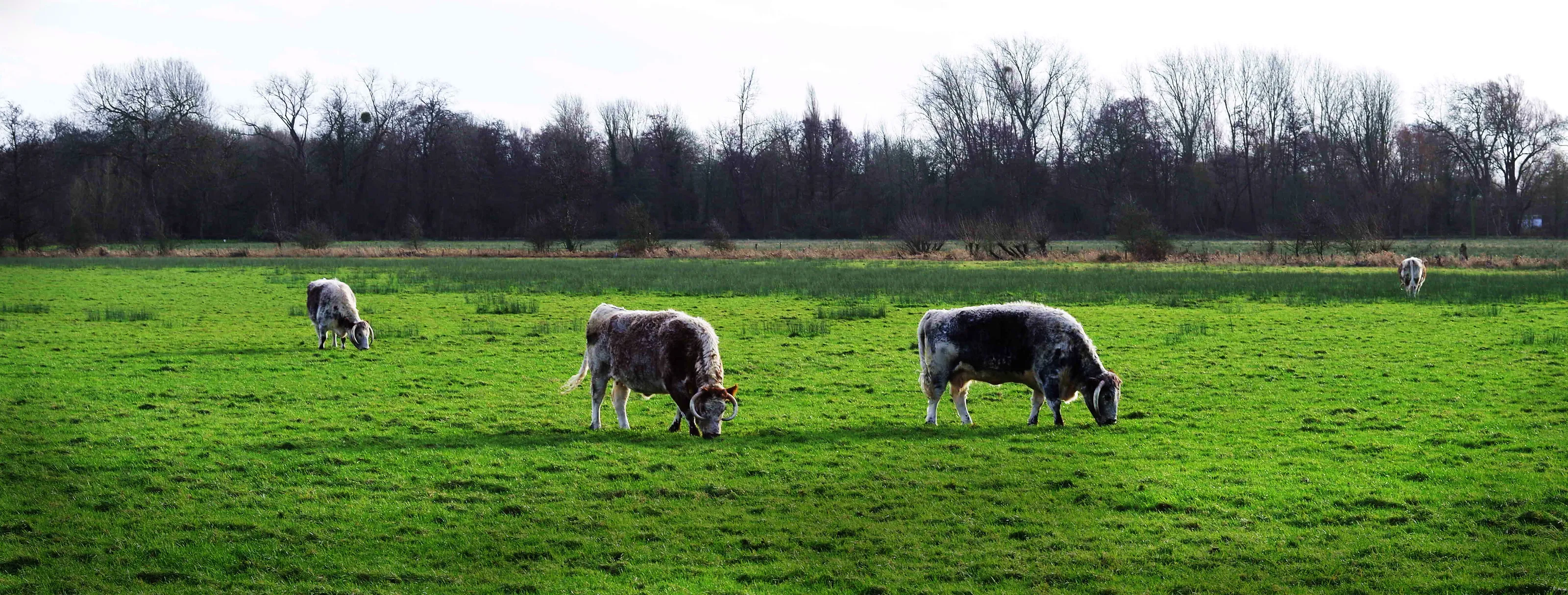 Cows in Church Meadow