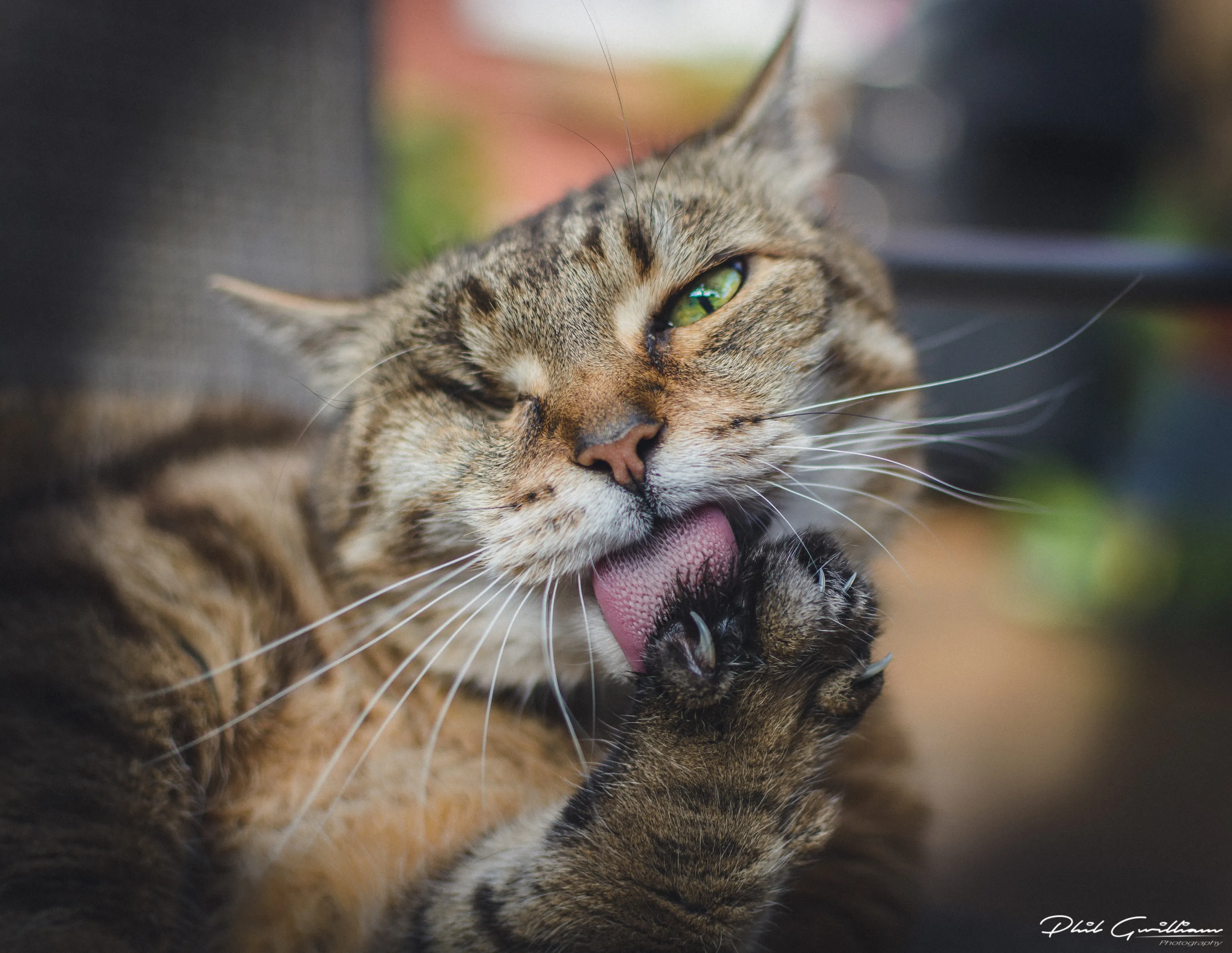 Bubble Cat