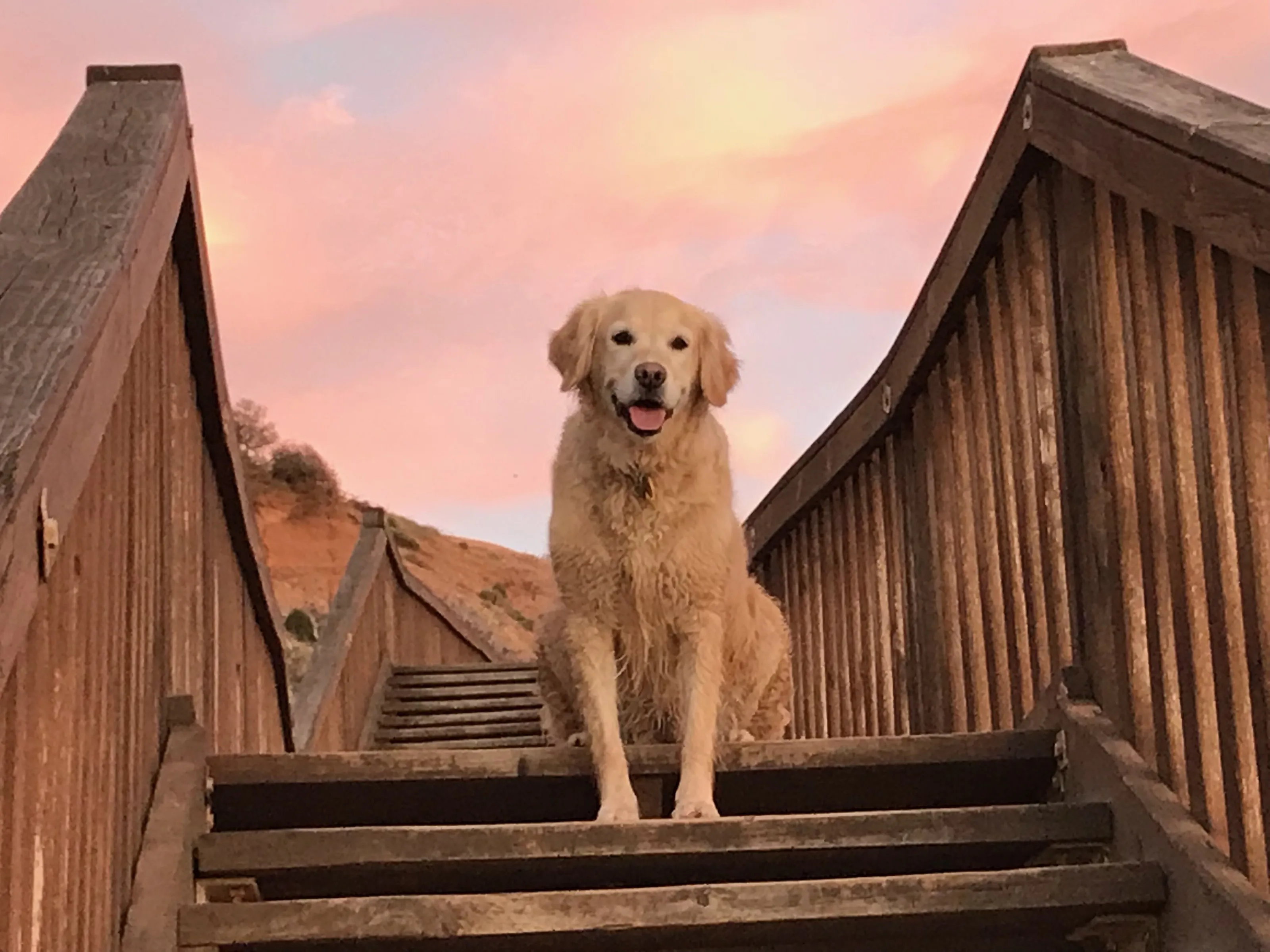Golden retriever at the beach