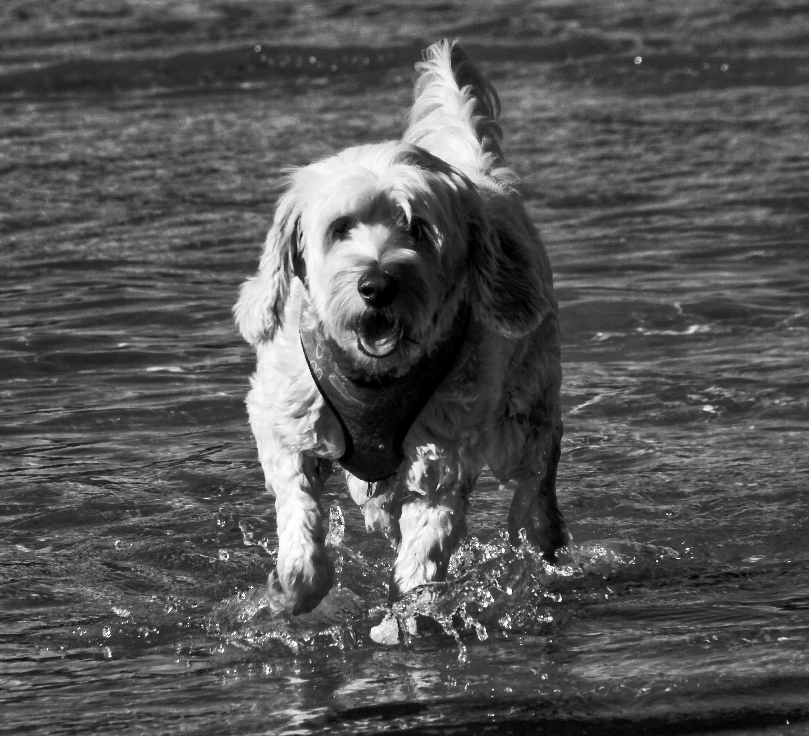 Happy at the beach