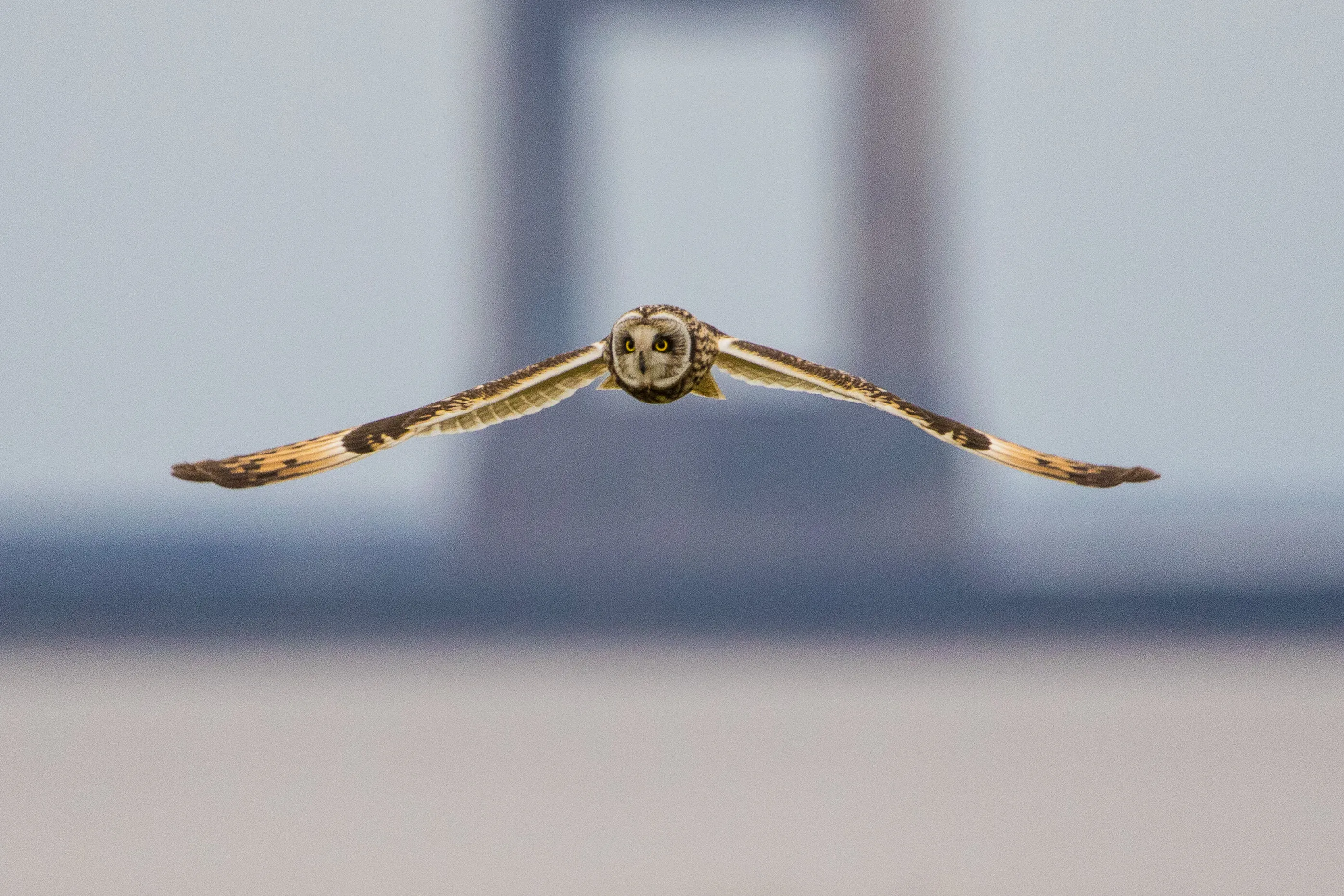 Shot Eared Owl