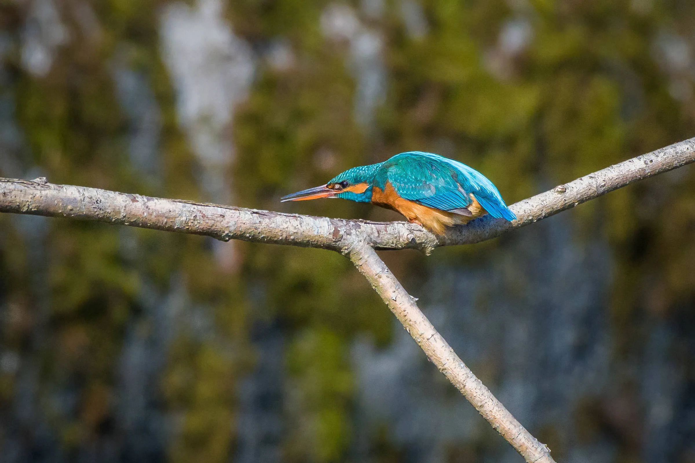 Kingfisher preparing for hunting