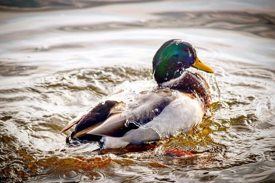 Duck