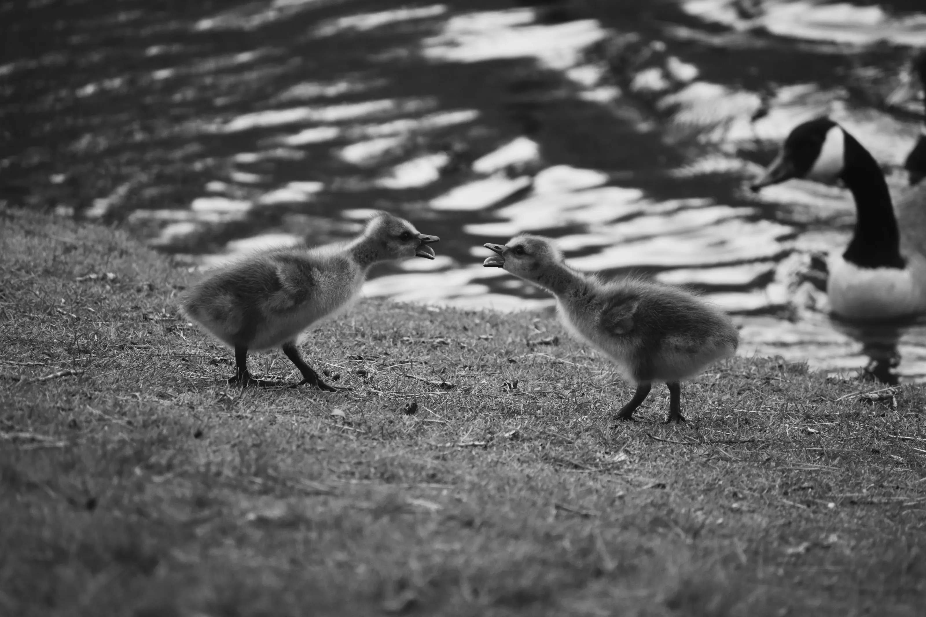 Conflict