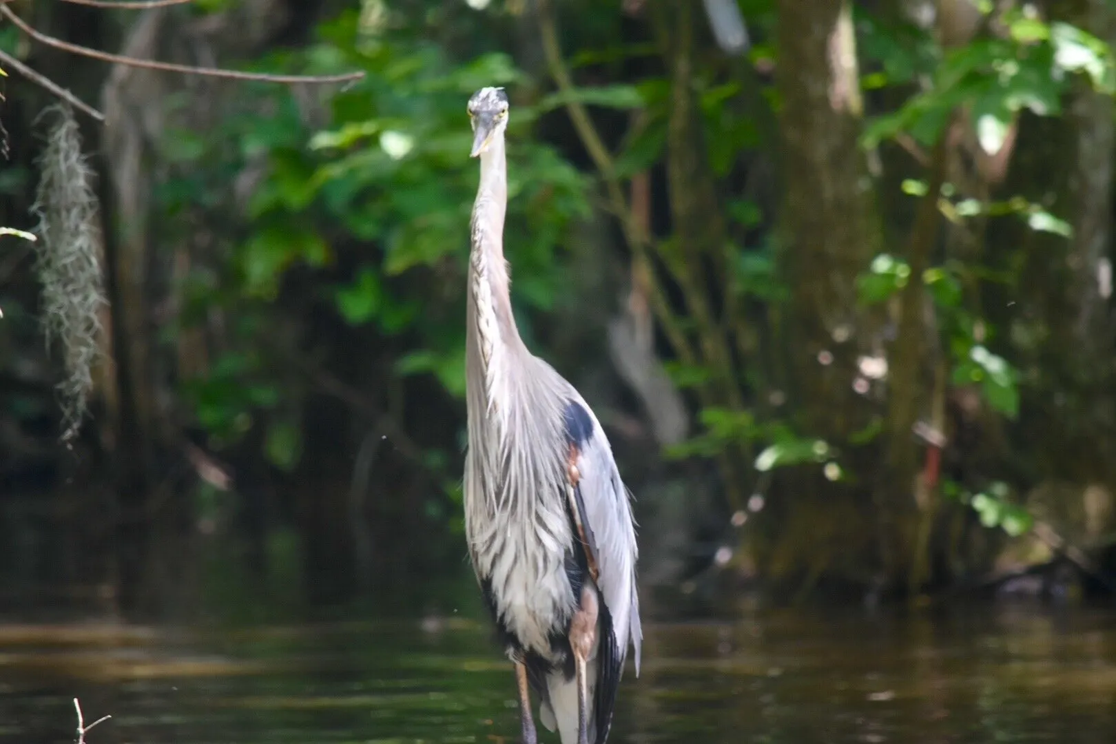 Blue heron