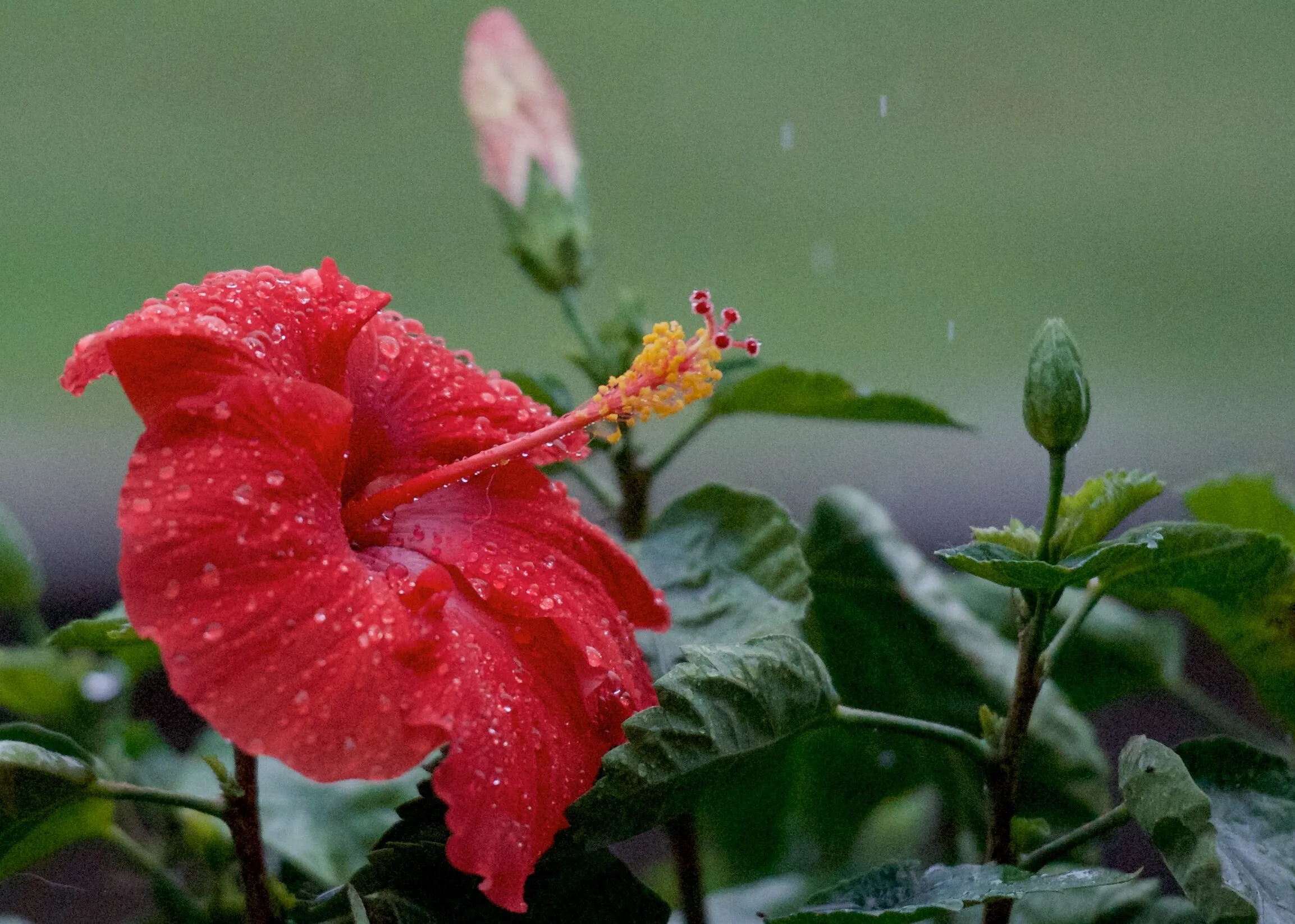 Hibiscus in the rain!
