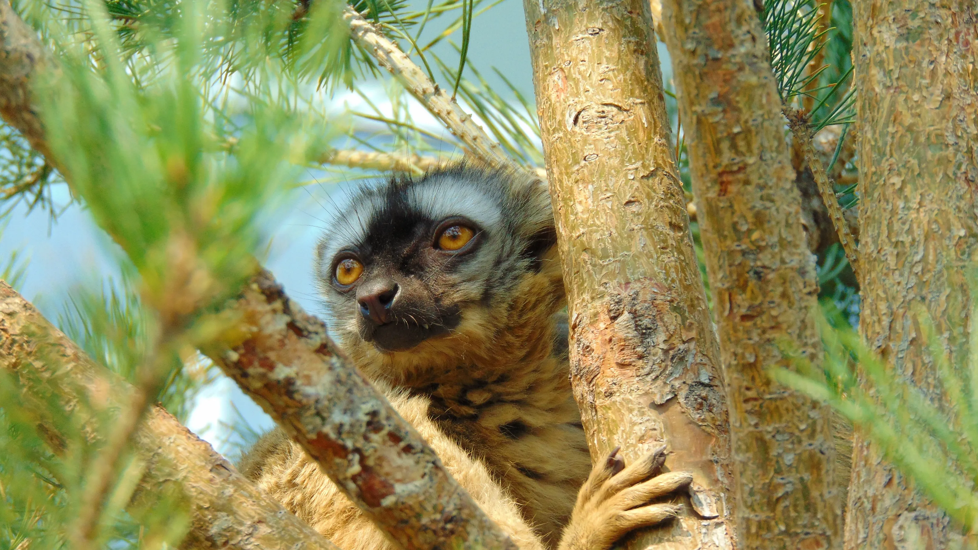 Sneaky Lemur