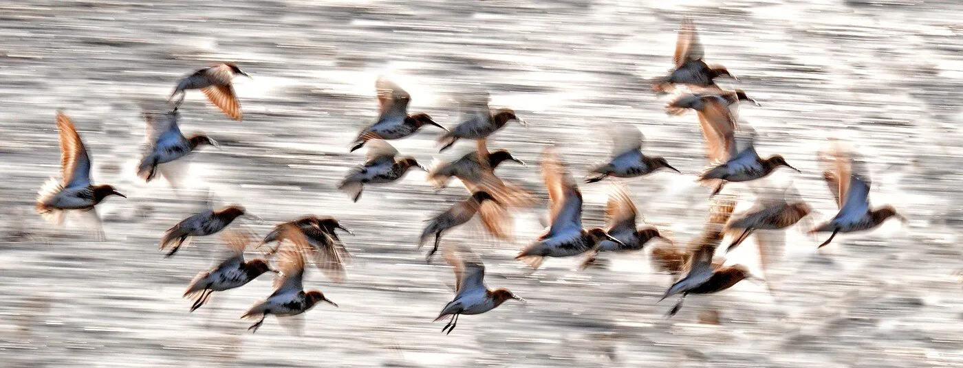 Sanderling Flight