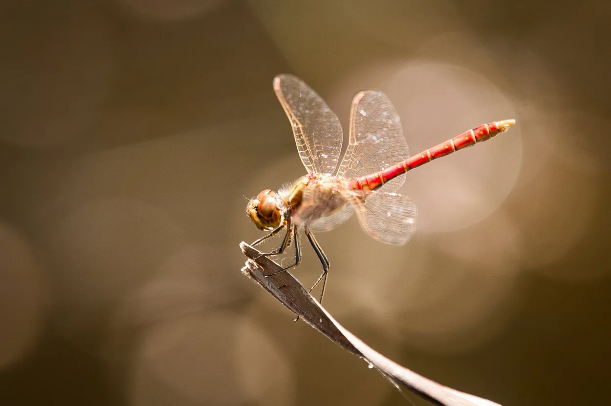 Dragonfly