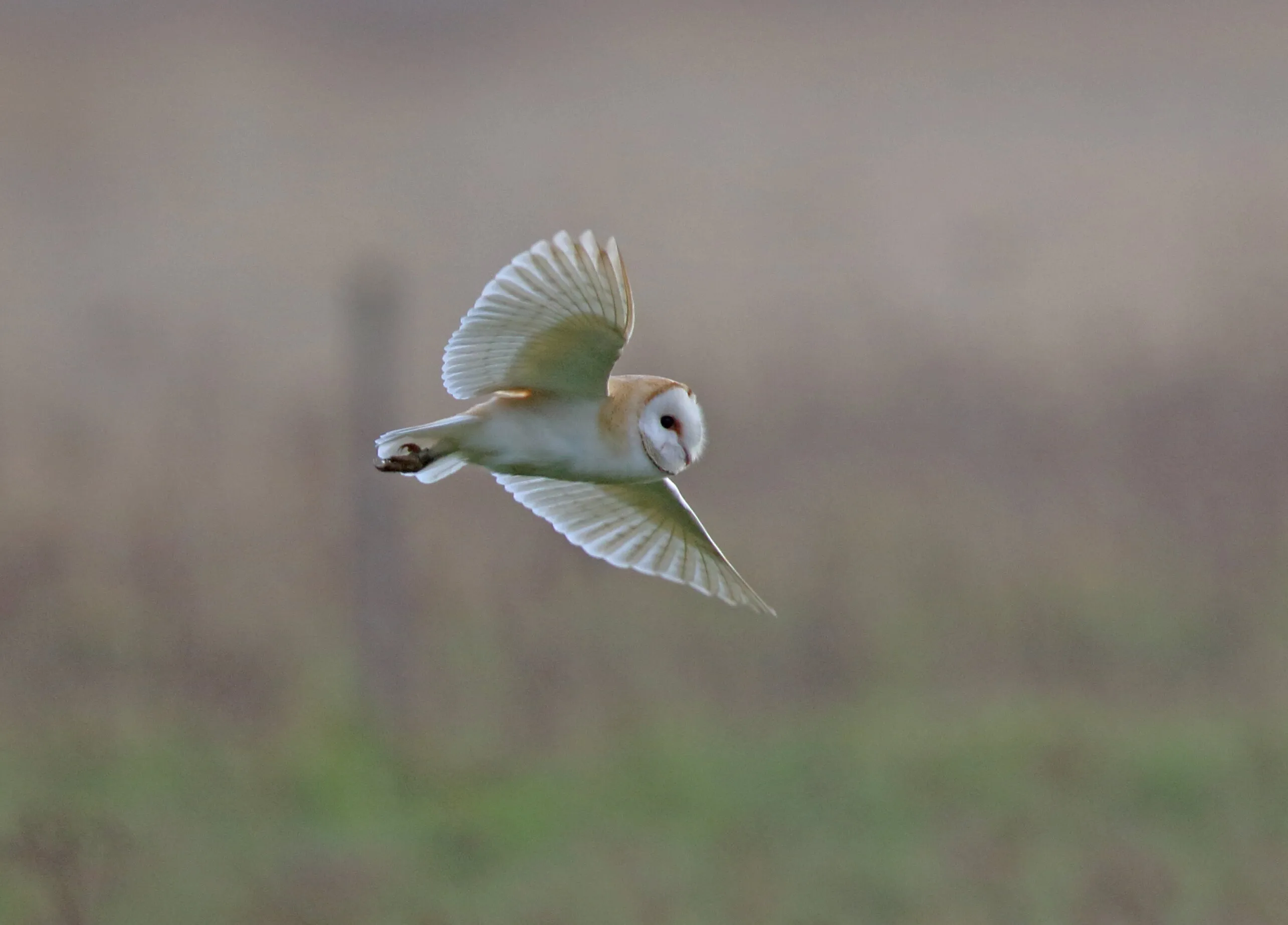 Barn Owl inflight