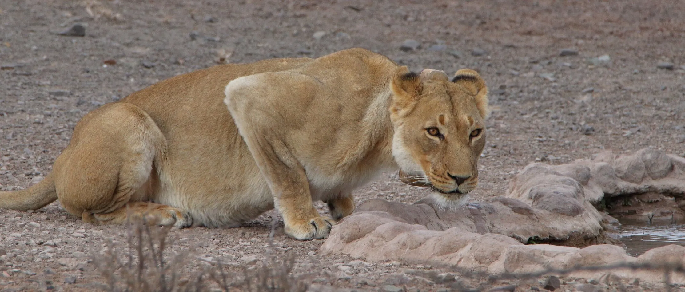 Karoo lioness at water-hole