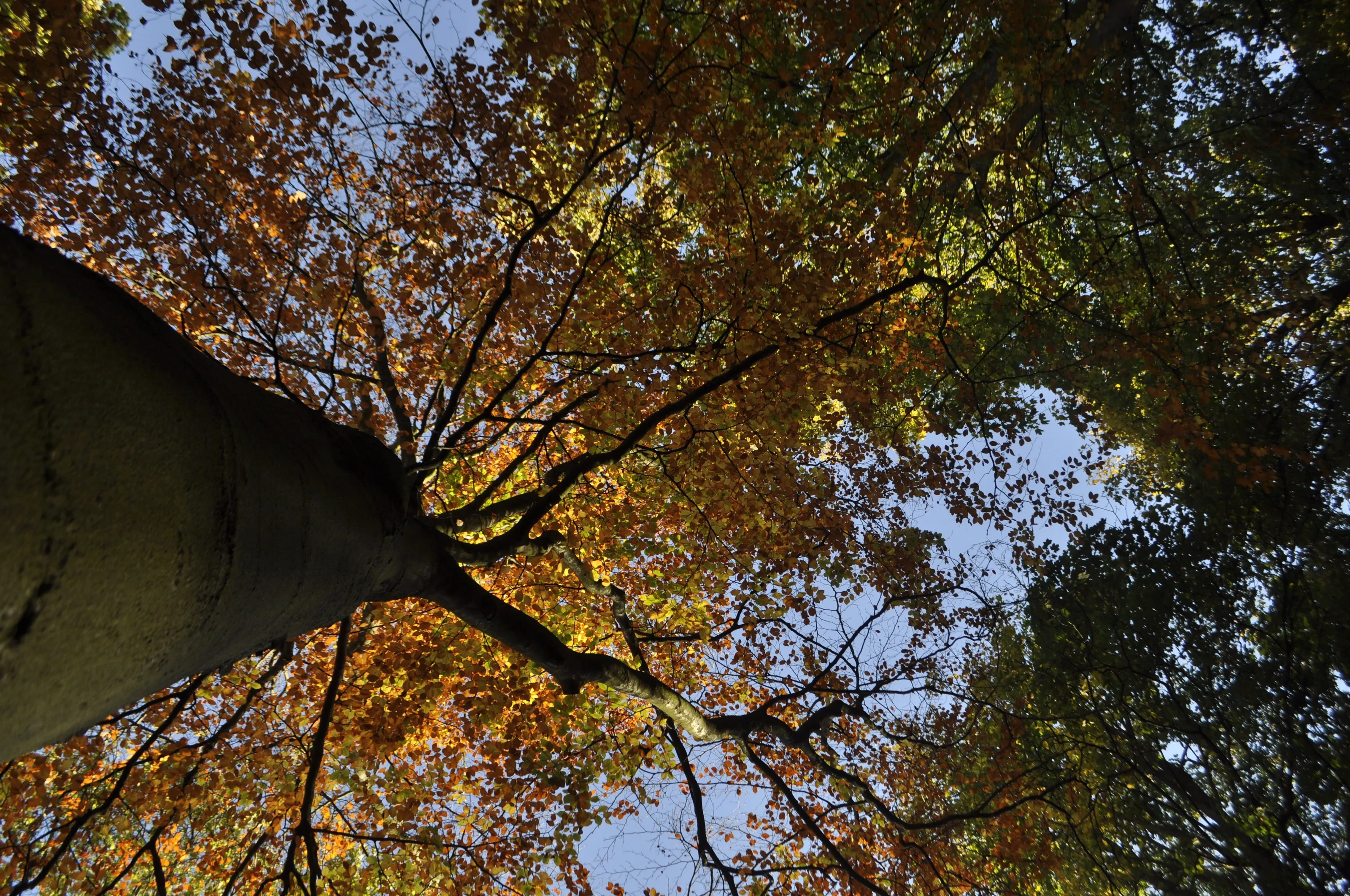 looking up