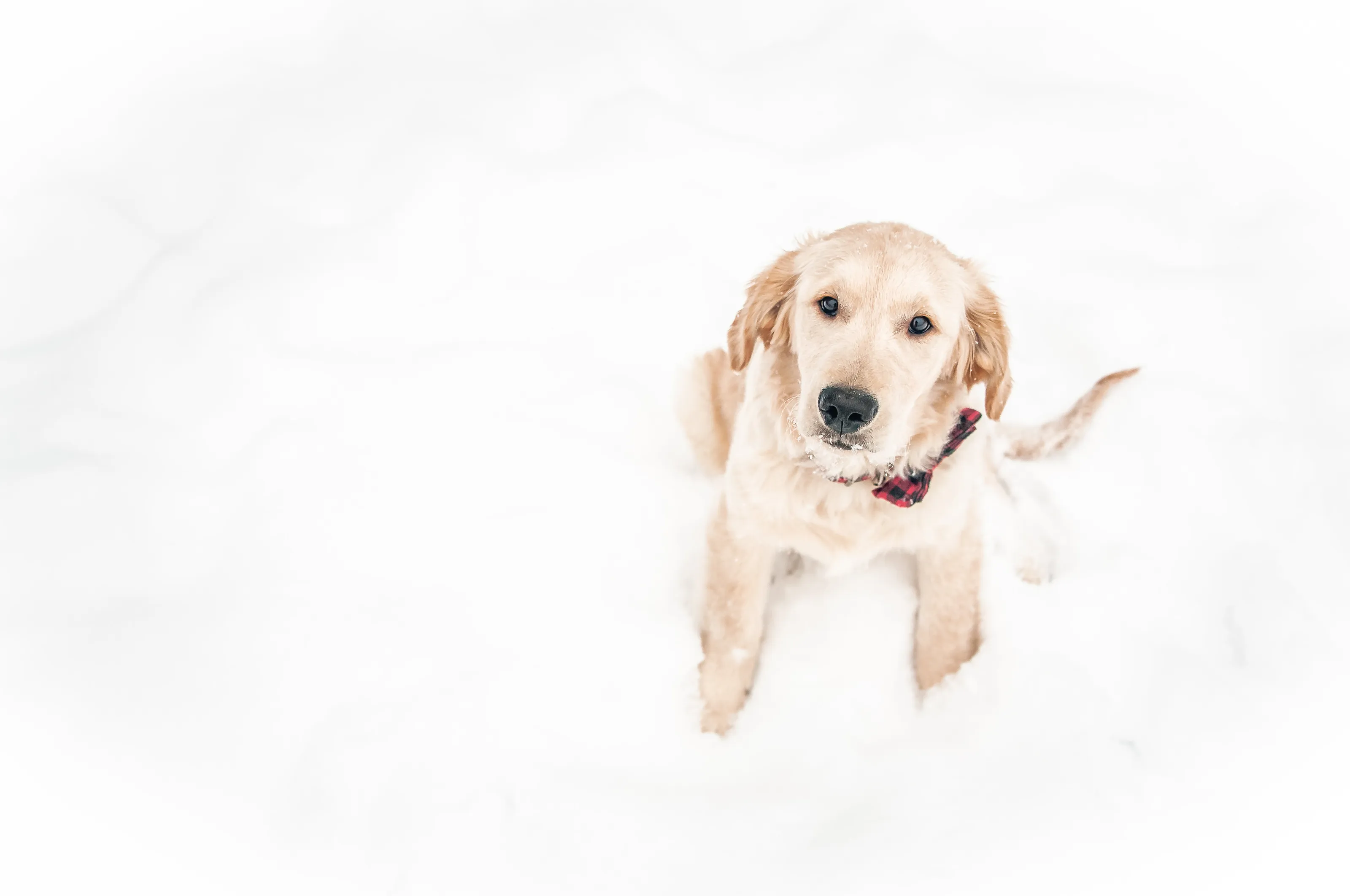 Finnick's First Snow, 4 months old