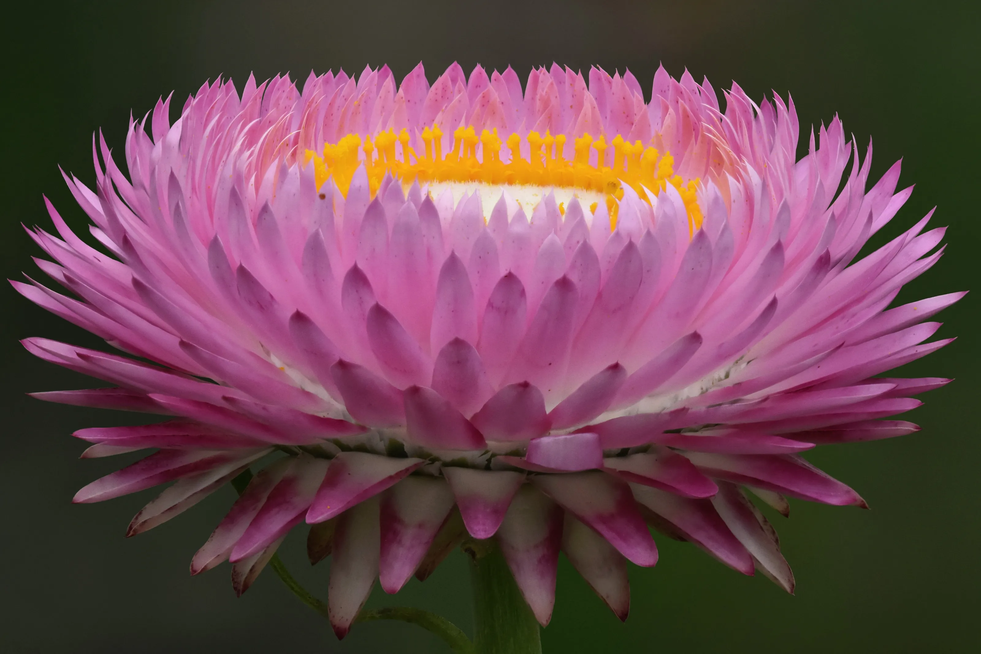 Helichrysum bracteatum