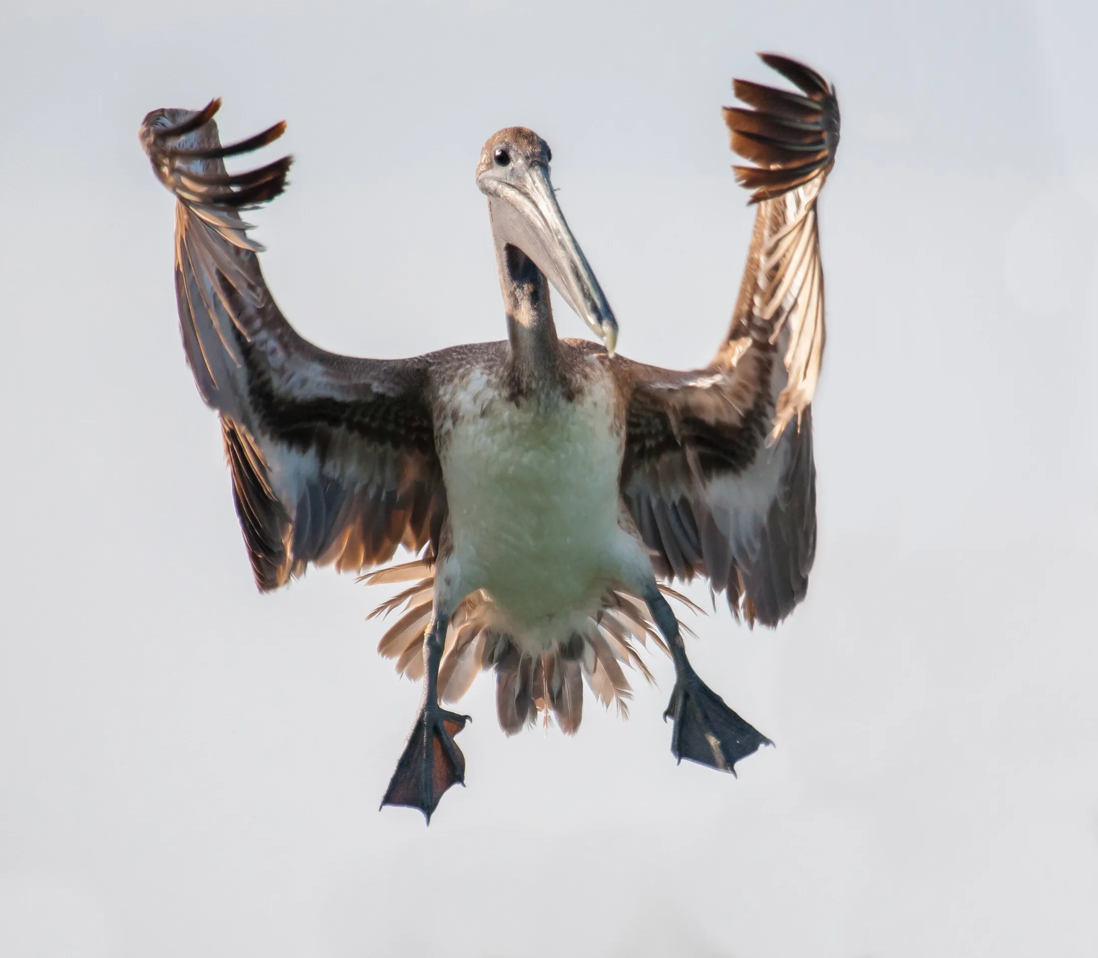 Ninja pelican