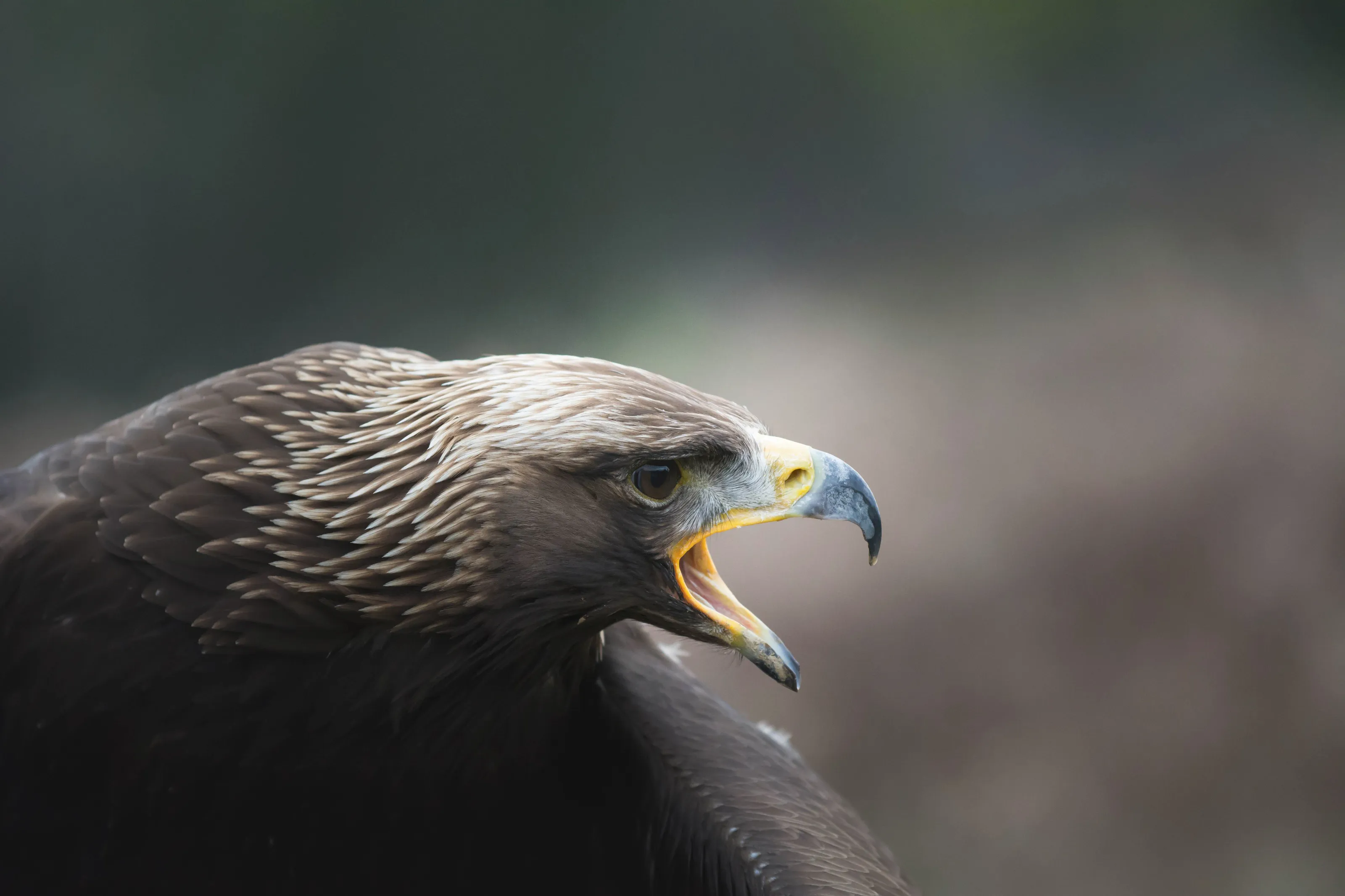Golden Eagle
