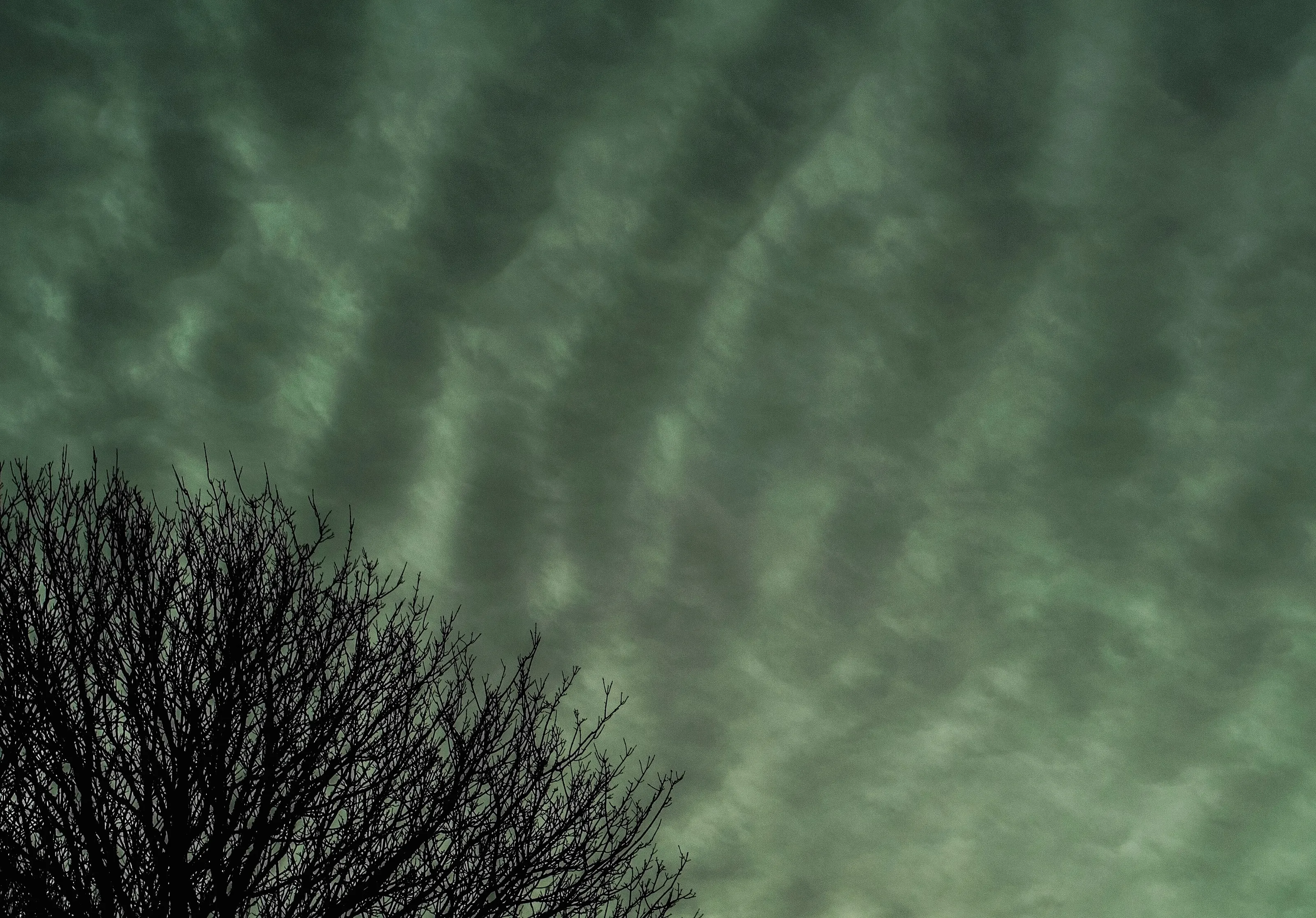 Tree in the corner