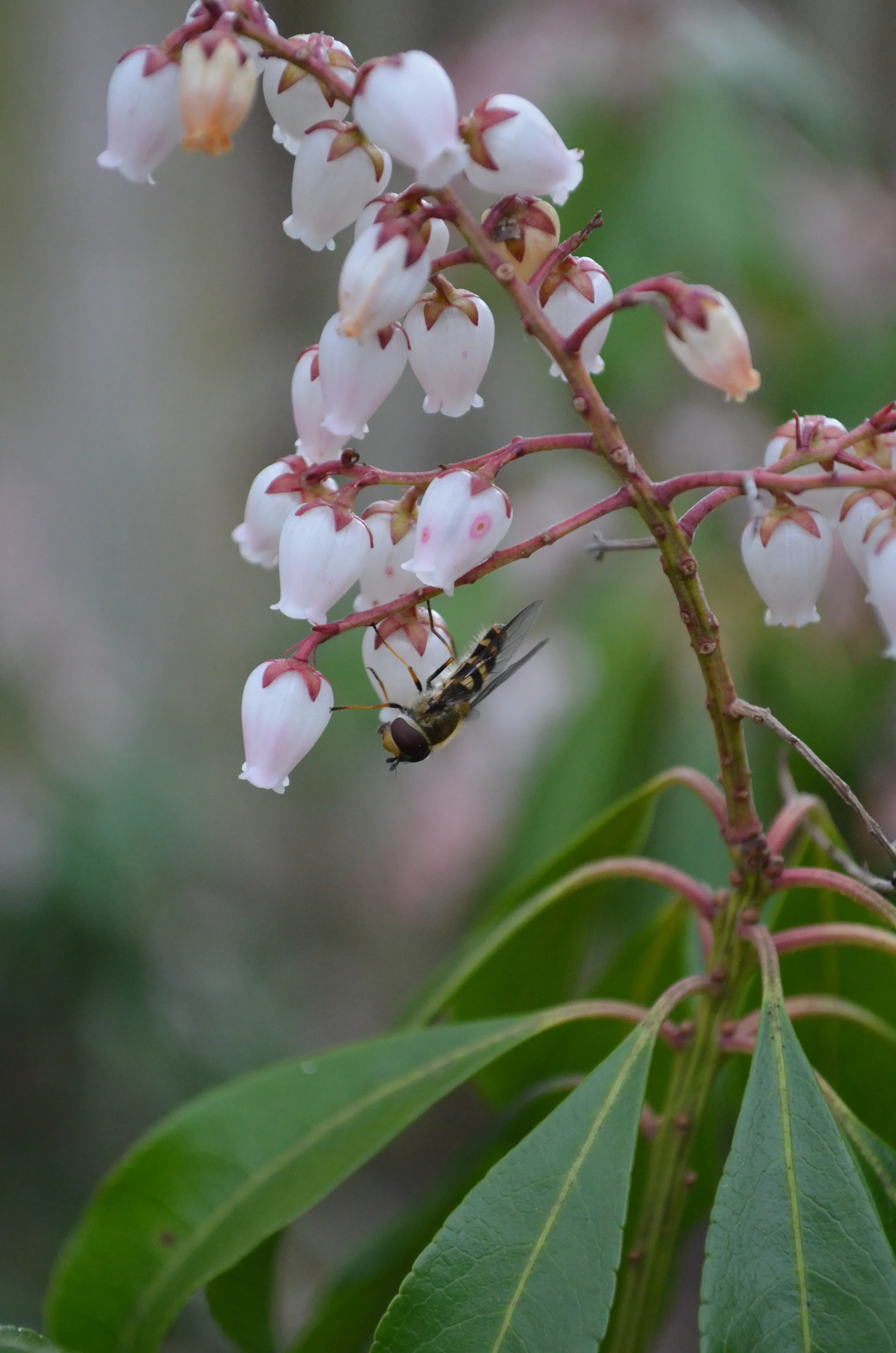 Flower Fly