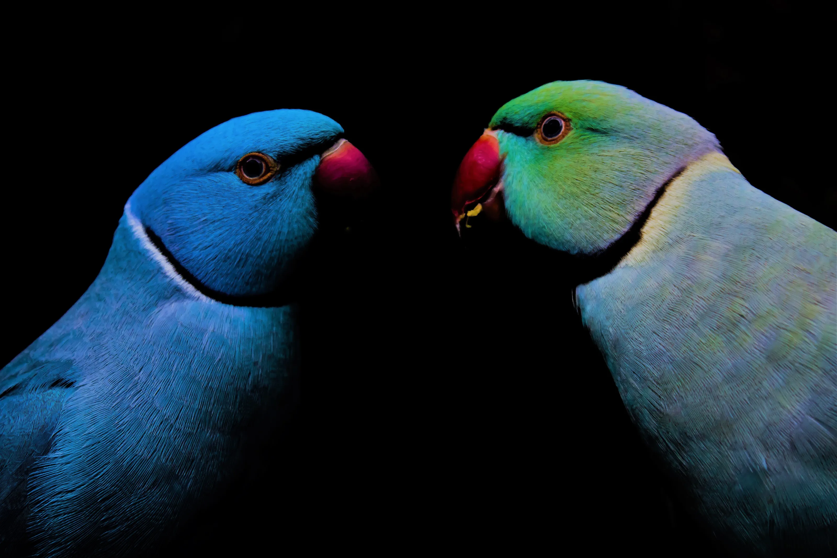 LOVE BIRDS