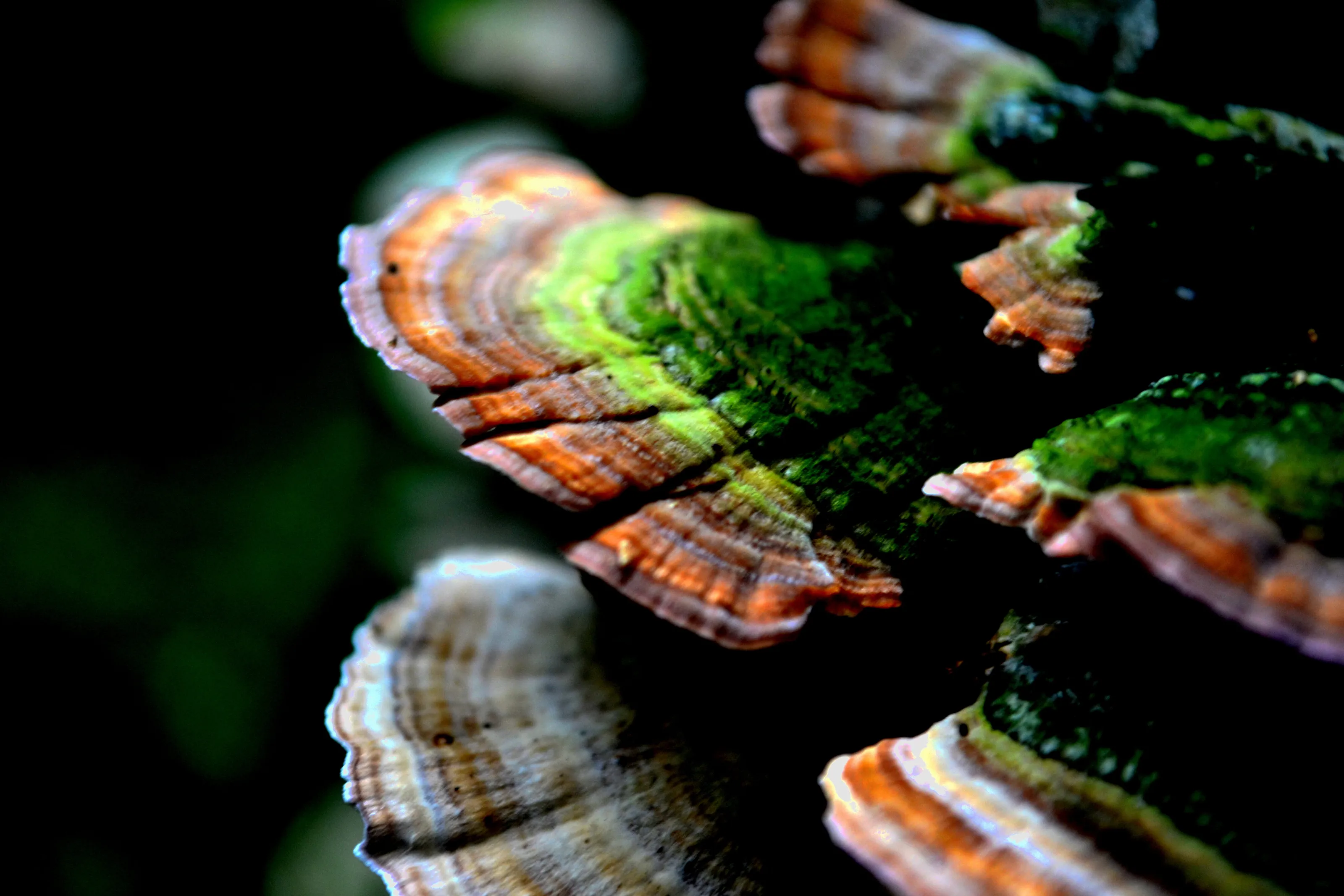Funky Shrooms