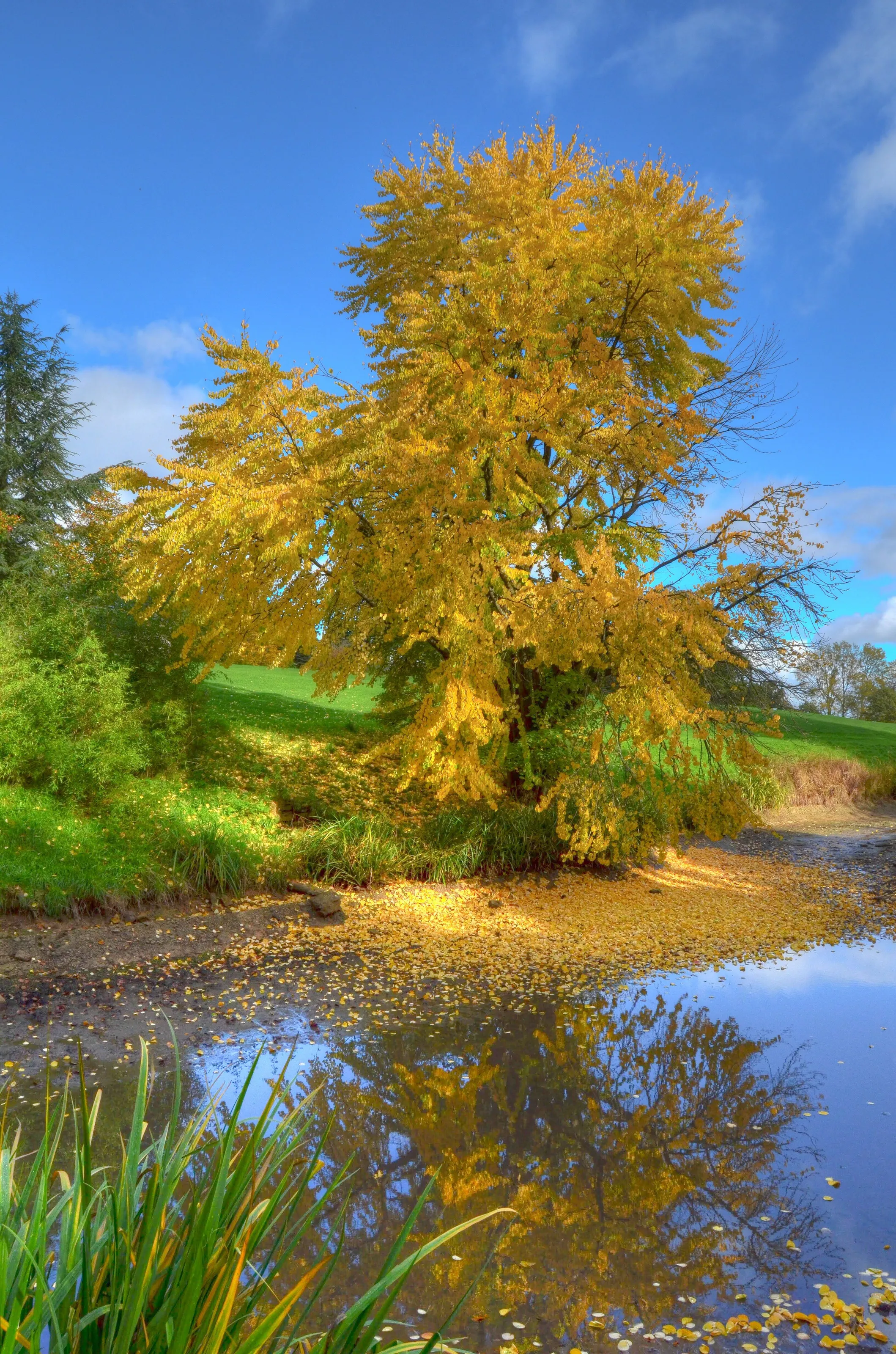 Golden Tree