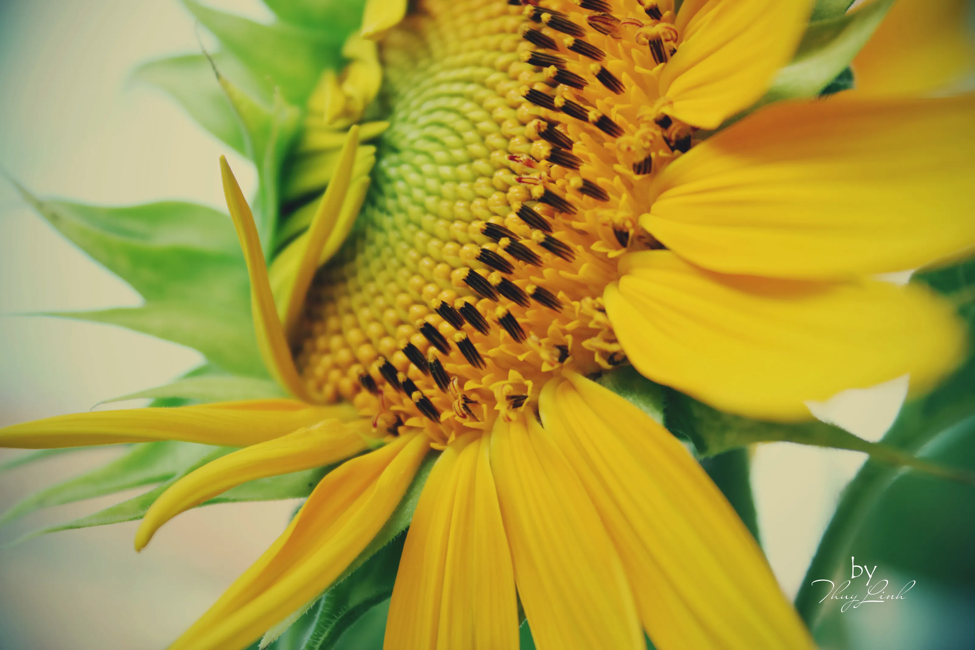 Sunflower in bloom