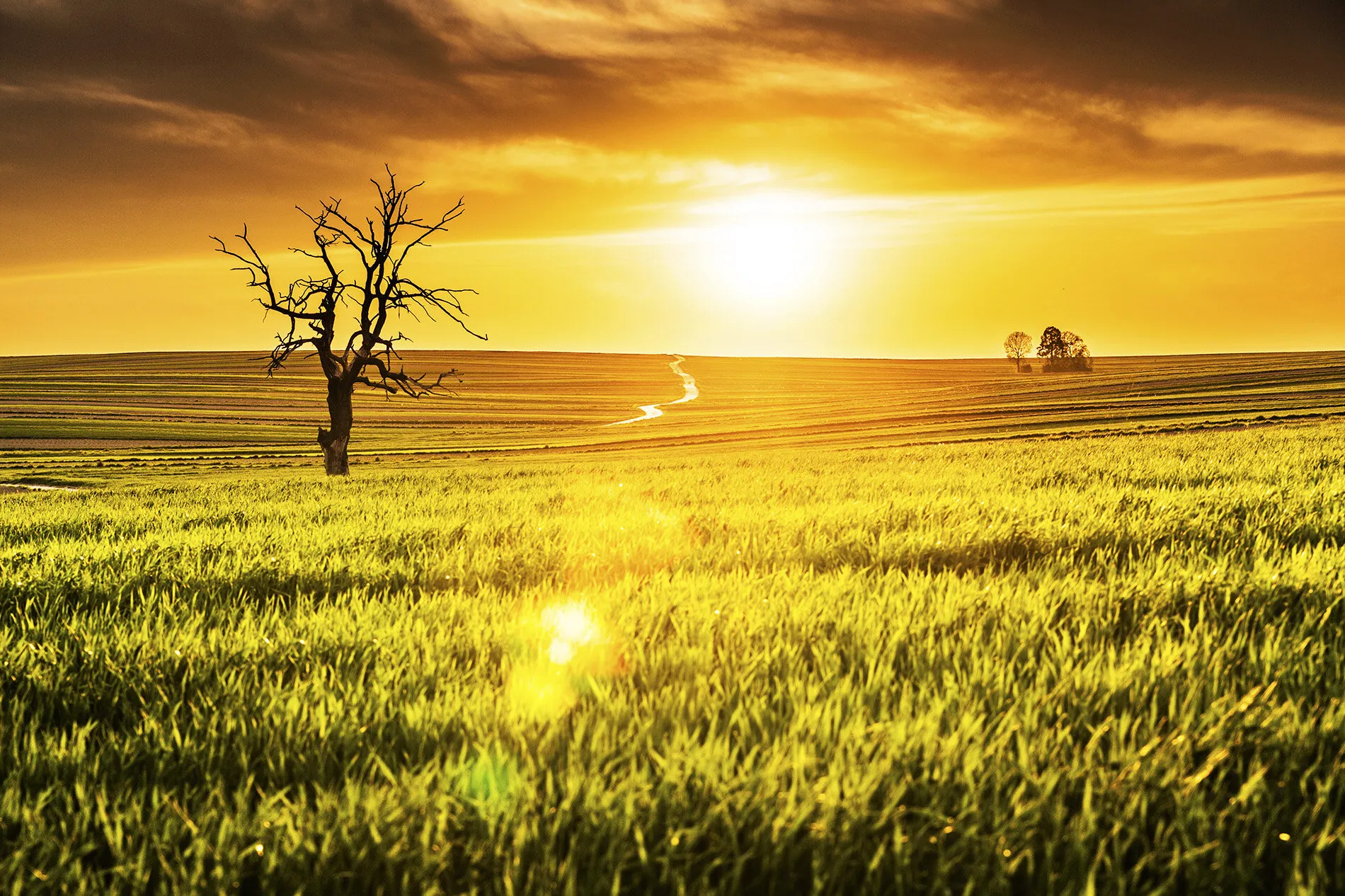 Lonely tree