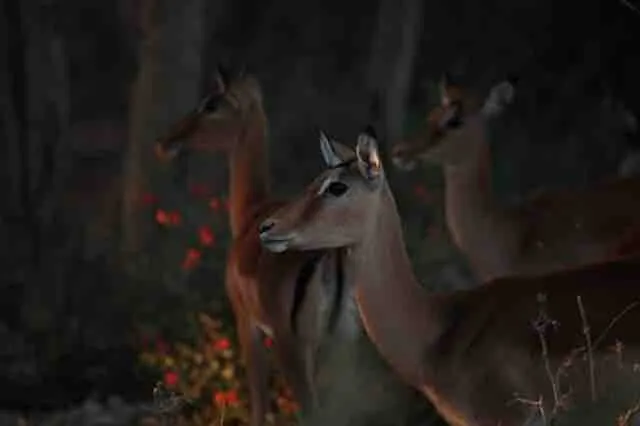 Impala at sunrise