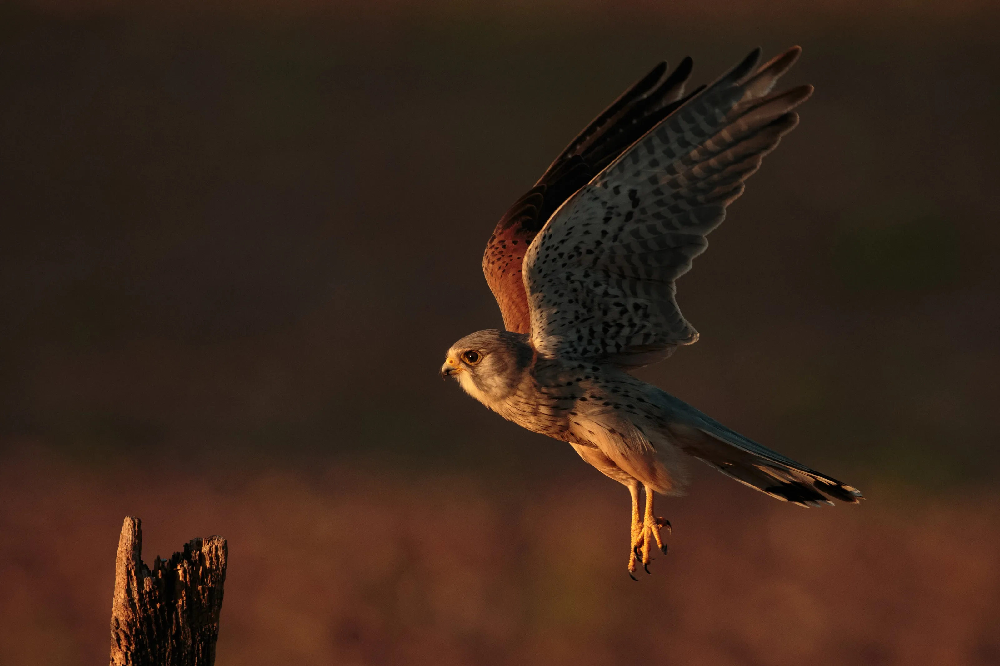 Wild Kestrel, sunset