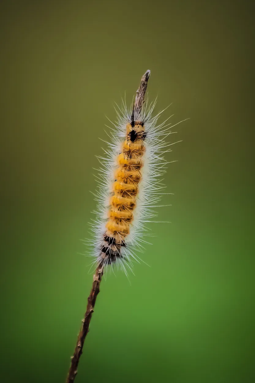 Entry 2567436