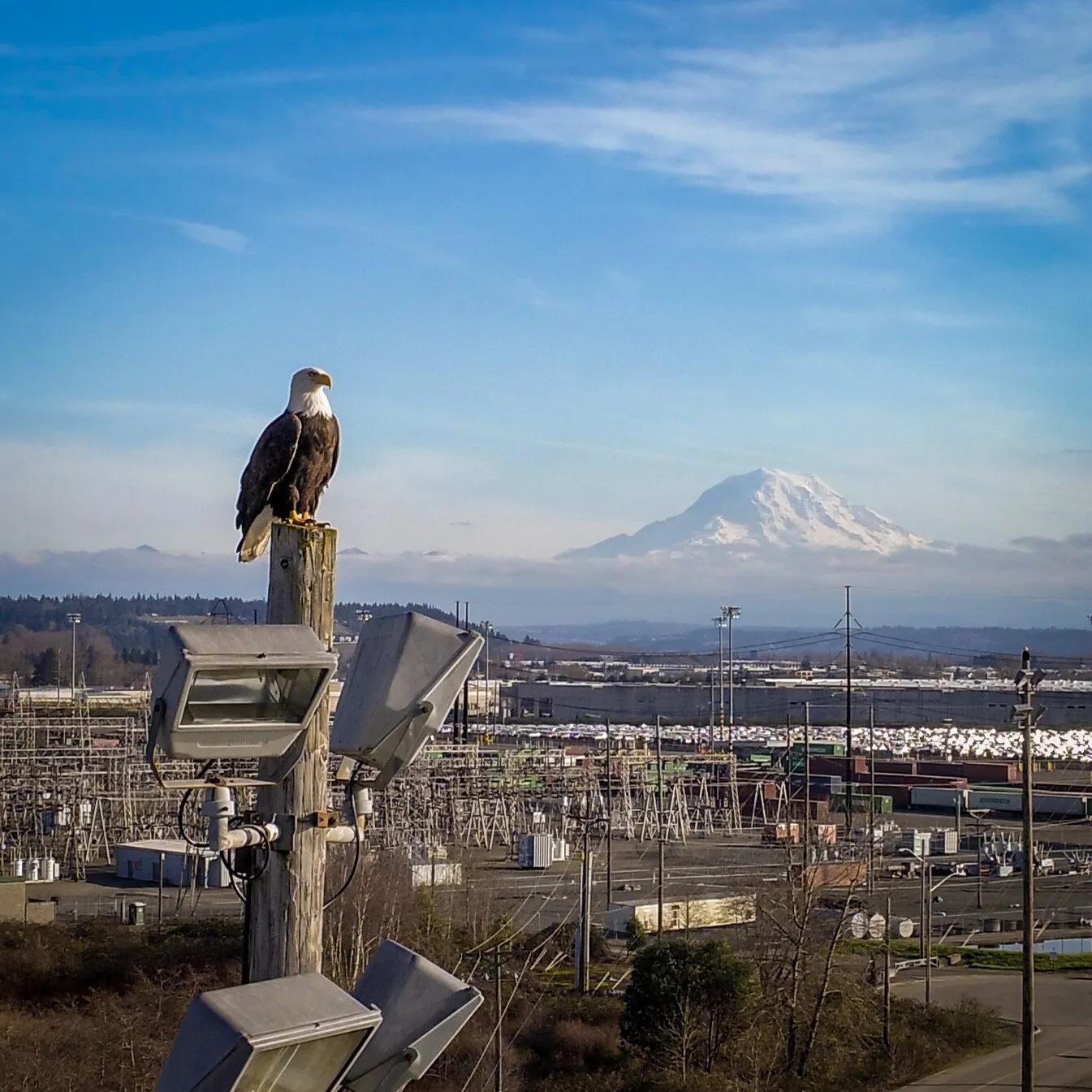 Bald Eagle Freedom