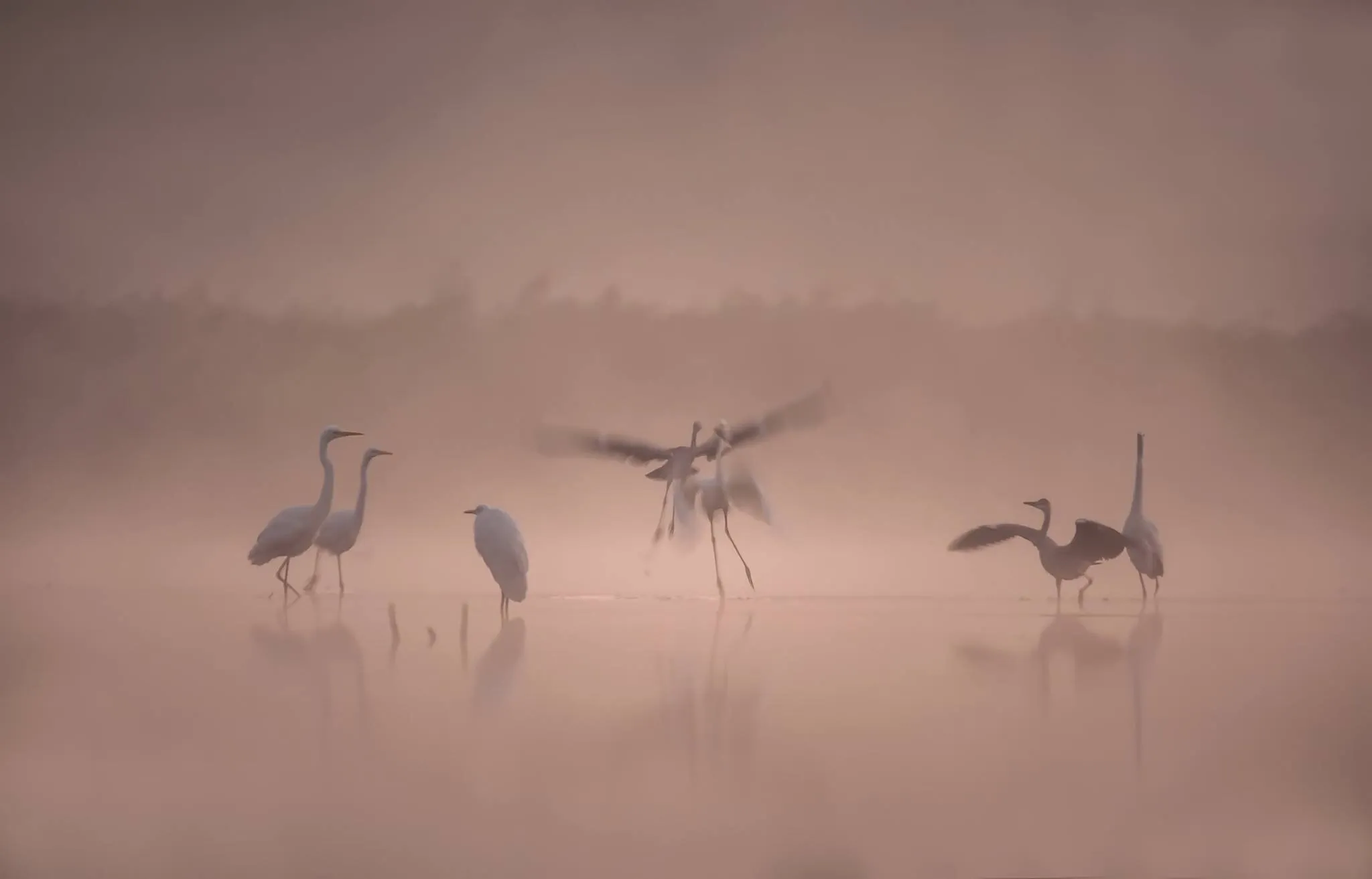 Morning ballet...
