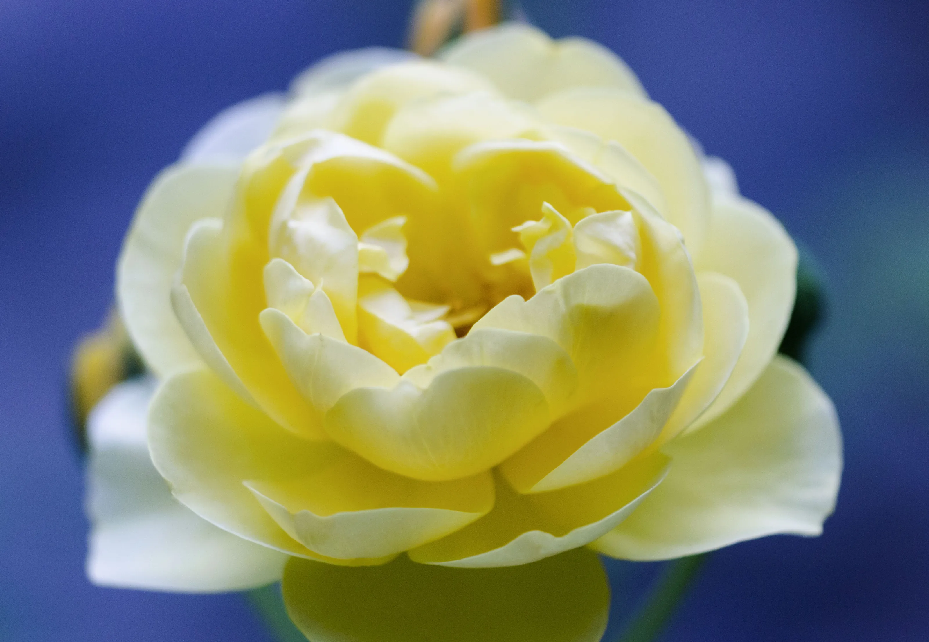 RoseSun