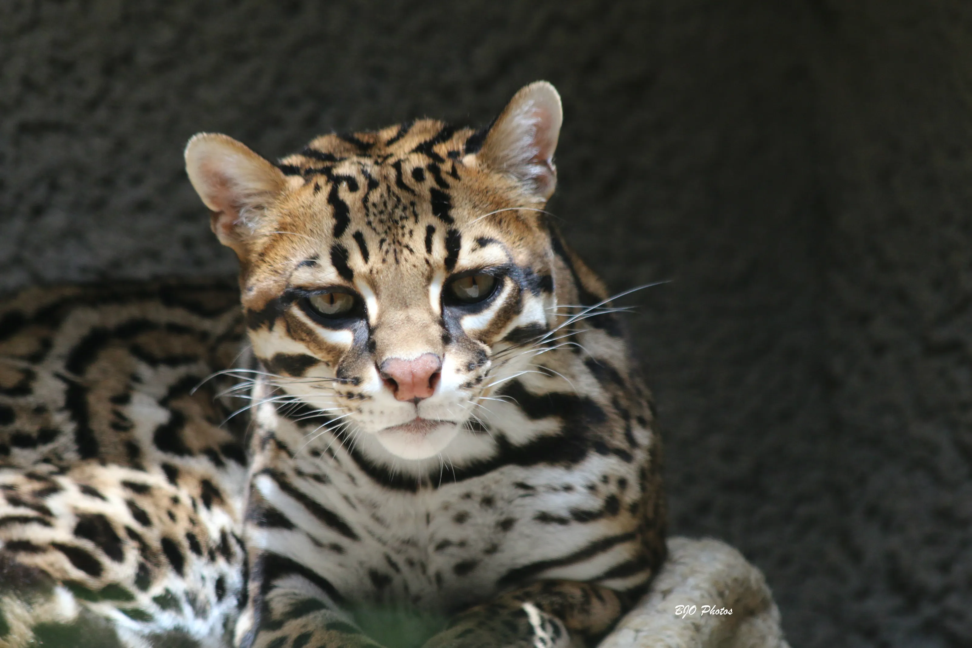 Pretty Kitty