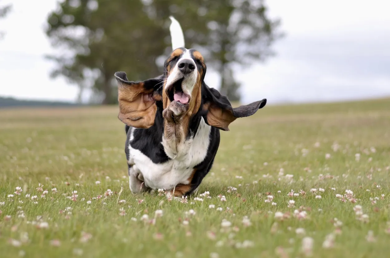 Entry 2839433
