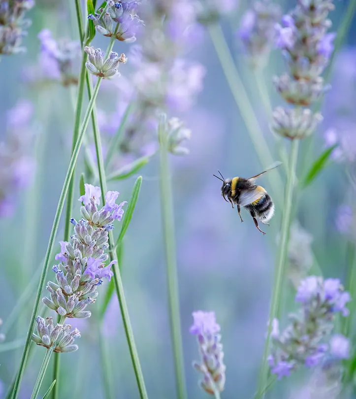 Bumble bee comeing into land.