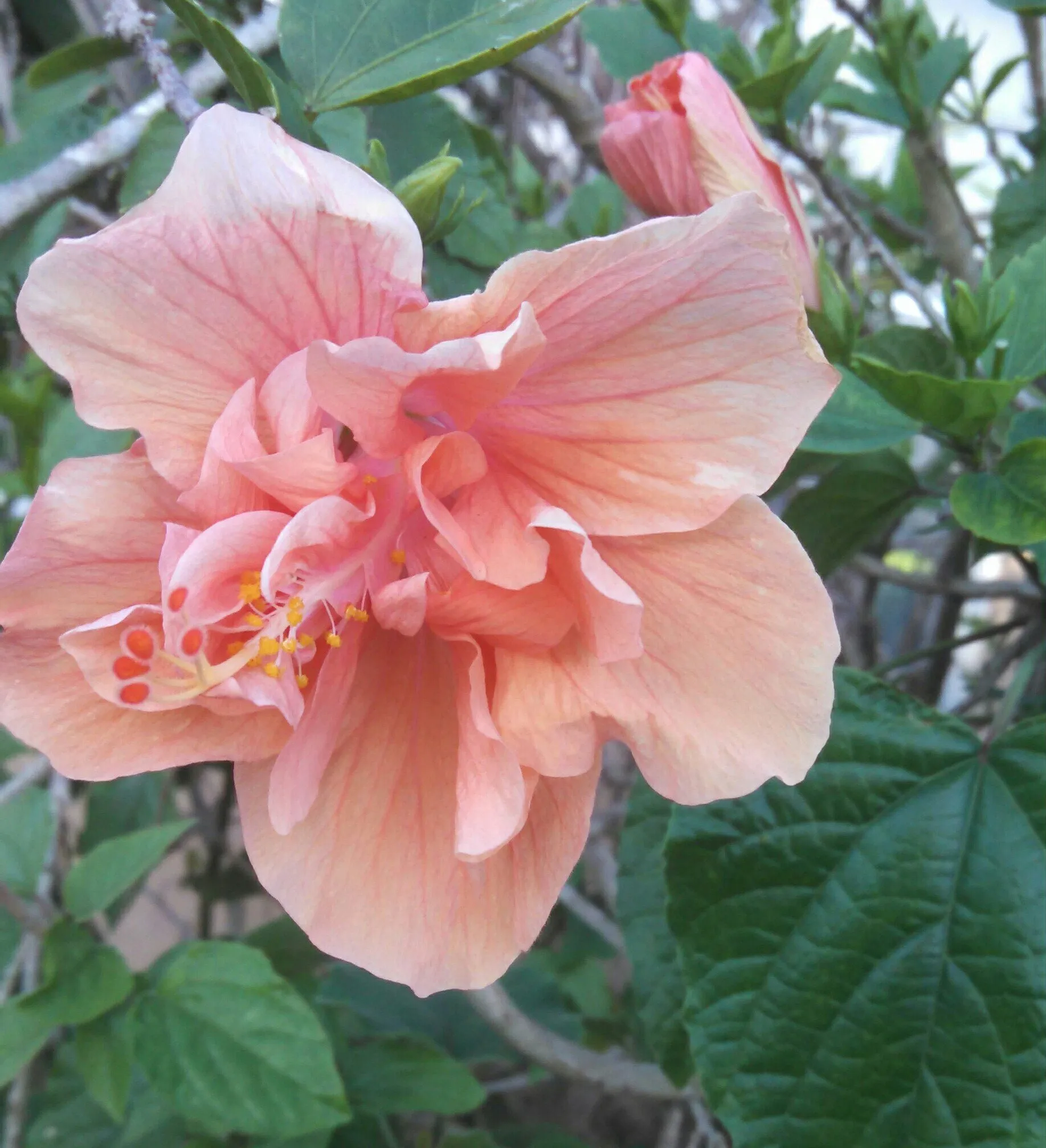 Pink Hibiscus