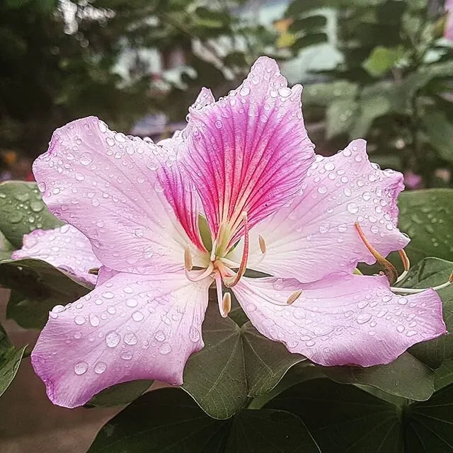 Flower in the Rain