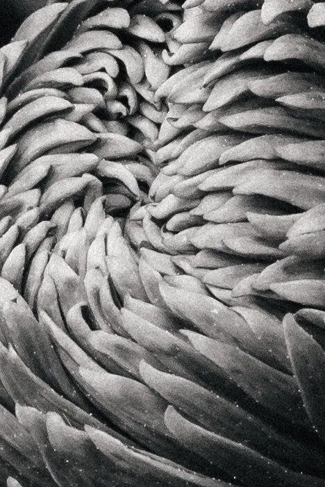 Vortex