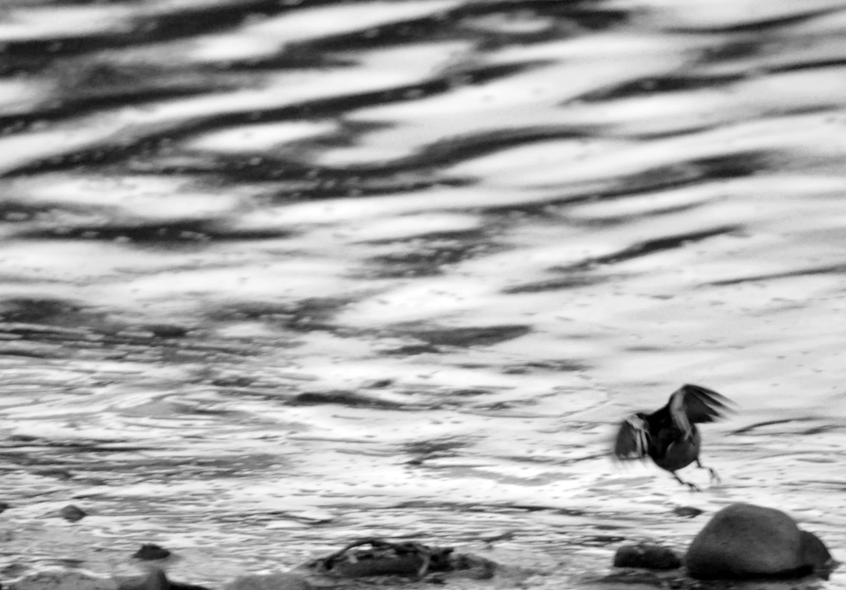 Wagtail Liftoff