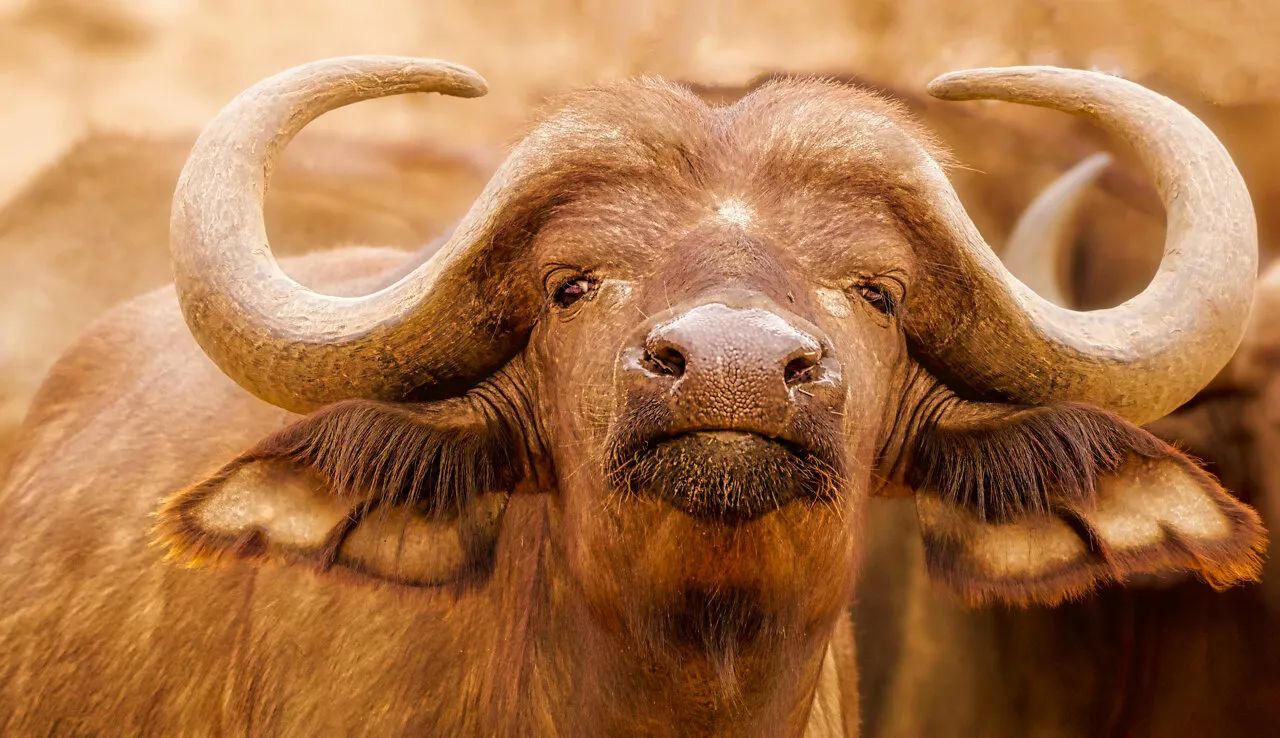Buffalo