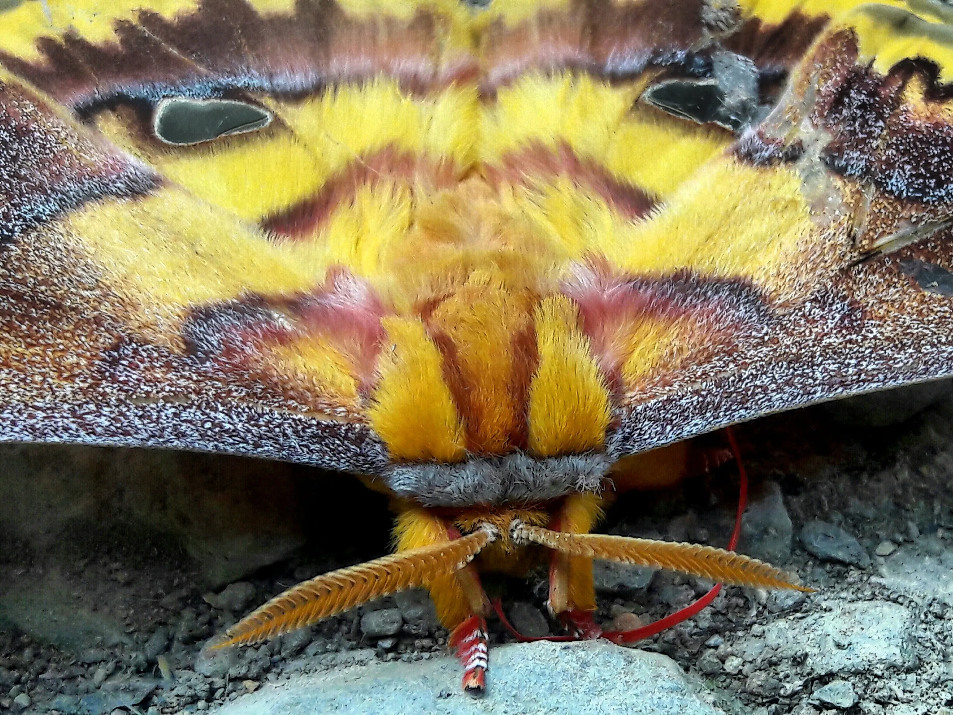Beautiful butterfly of nagaland