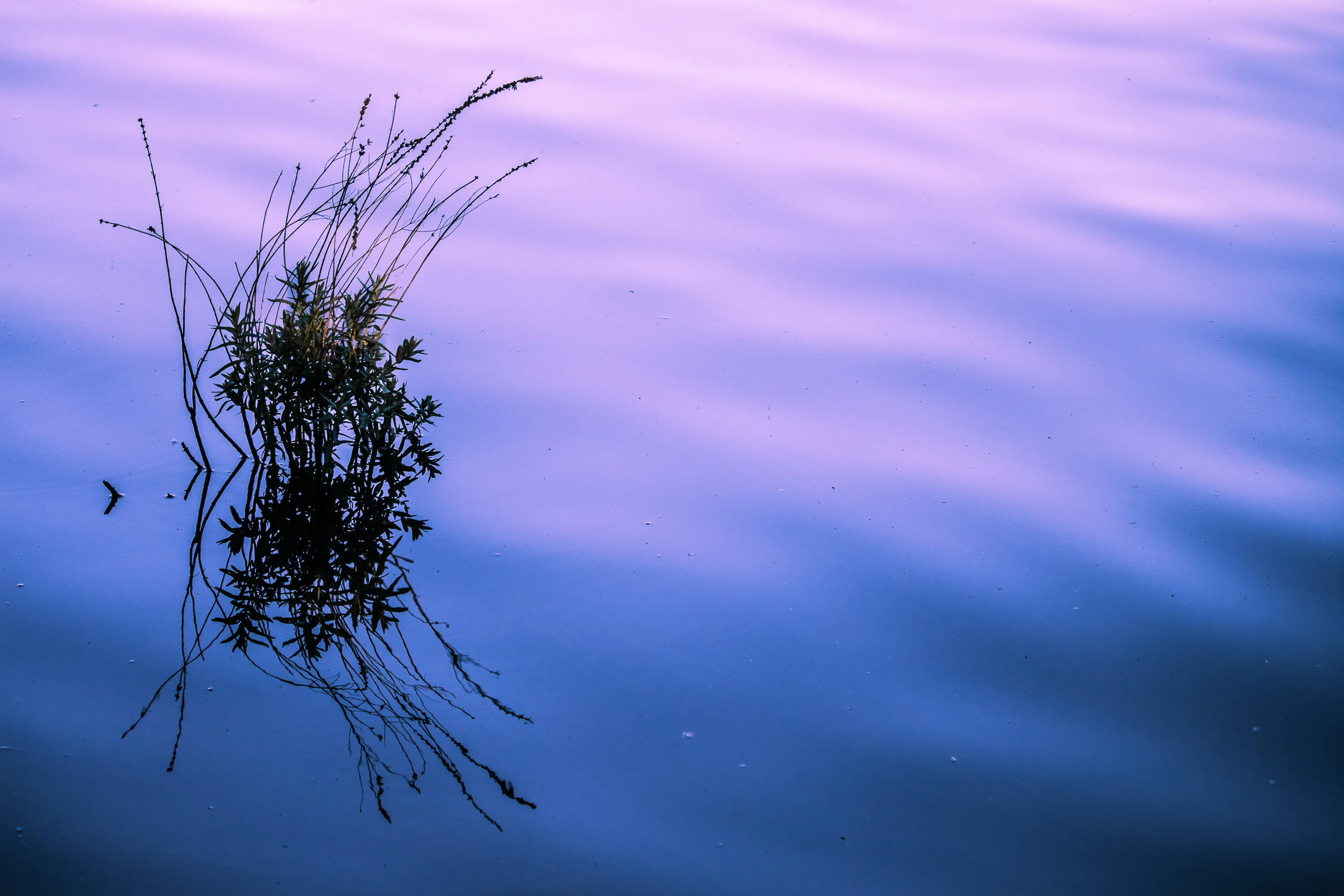 Purple & Blue